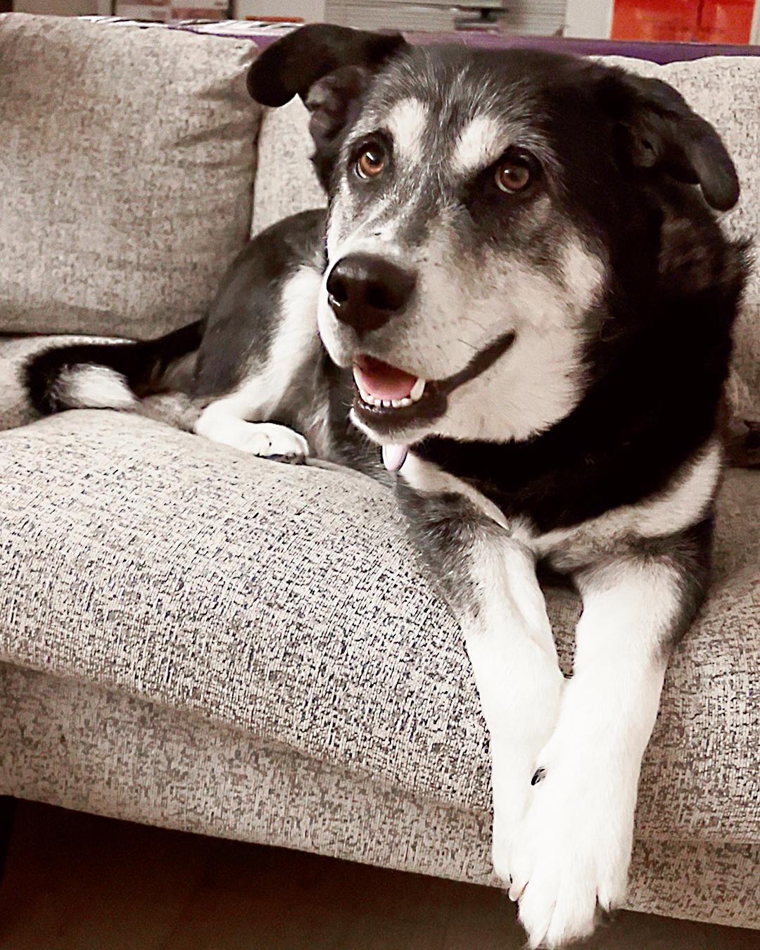 Jasper, Adoptable, Young Male Siberian Husky & German Shepherd Dog.