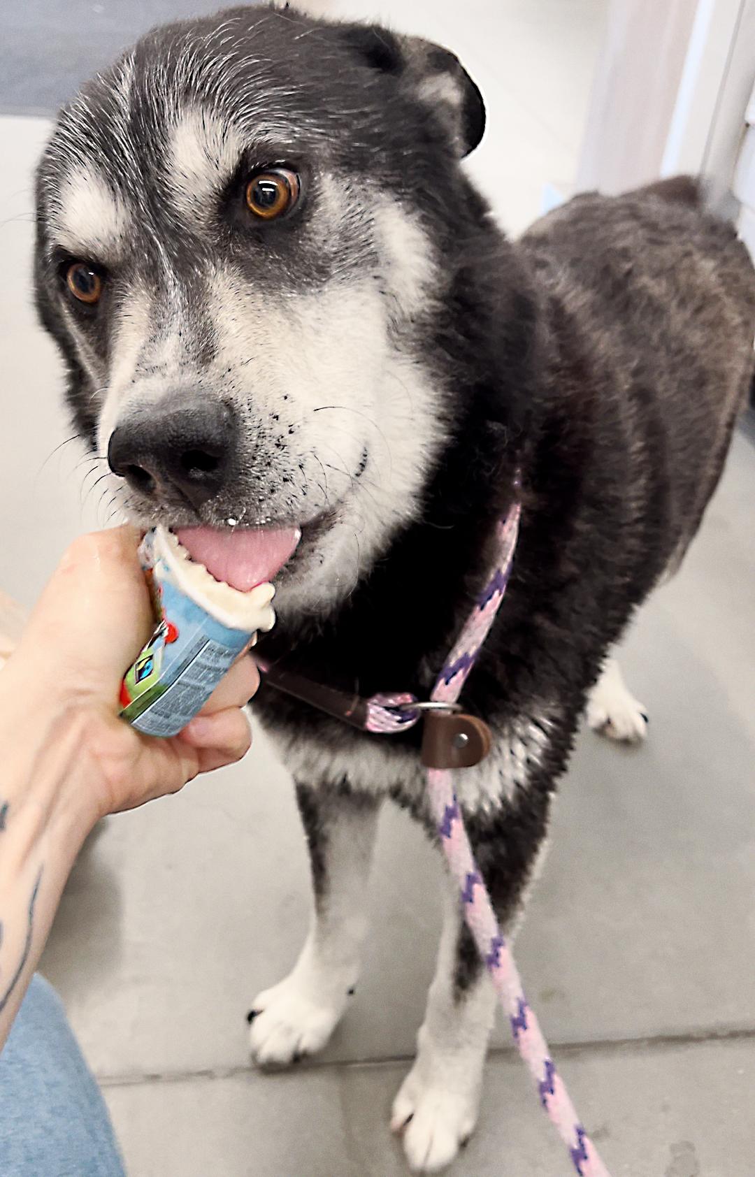 Enlarge Jasper, a Adoptable mixed breed in Los Angeles, CA image 6/6