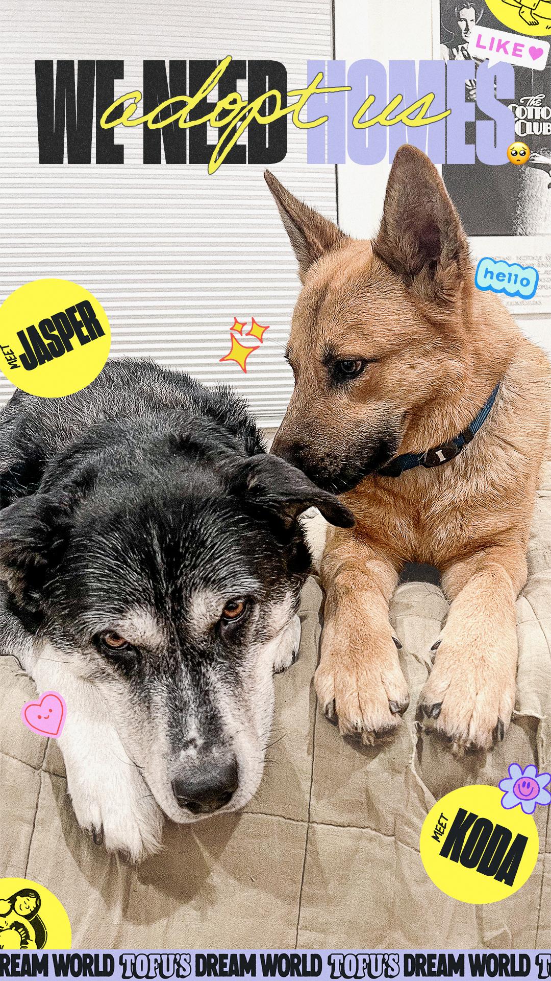 Enlarge Jasper, a Adoptable mixed breed in Los Angeles, CA image 2/6