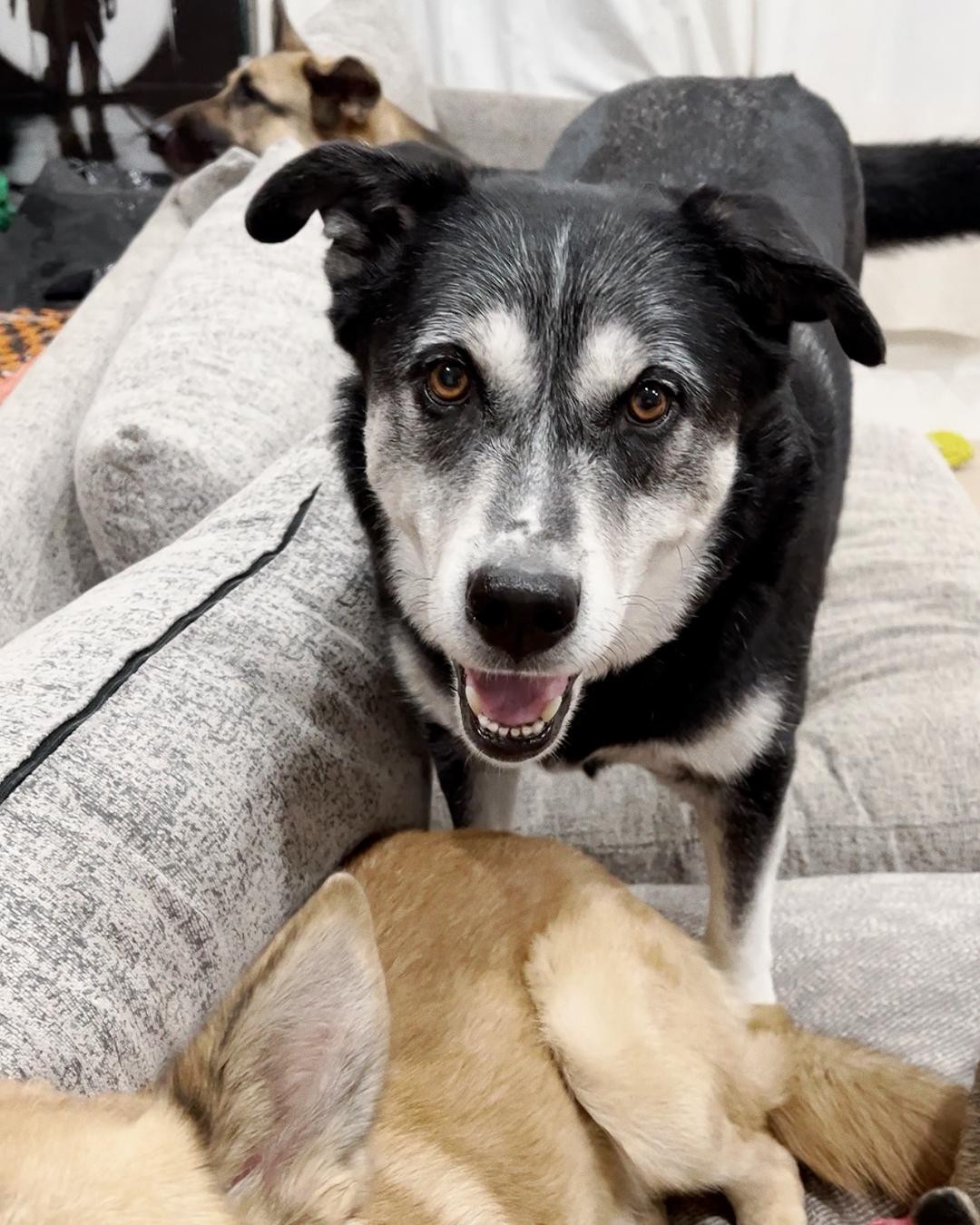 Enlarge Jasper, a Adoptable mixed breed in Los Angeles, CA image 4/6