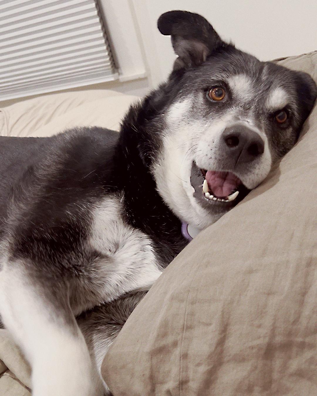 Enlarge Jasper, a Adoptable mixed breed in Los Angeles, CA image 5/6