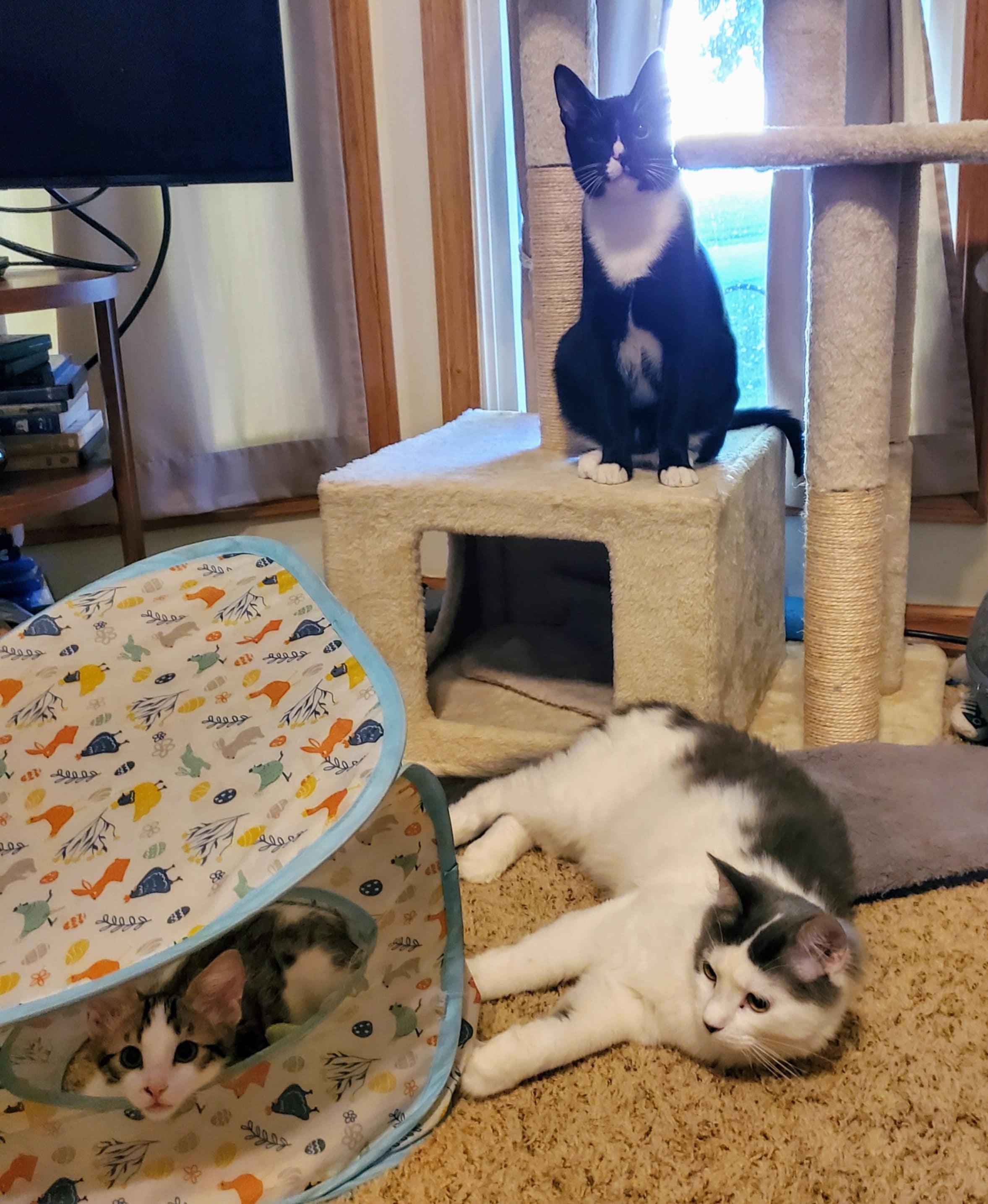 Jesse James, a Adoptable Domestic Long Hair in Warrensburg, MO image 3/5