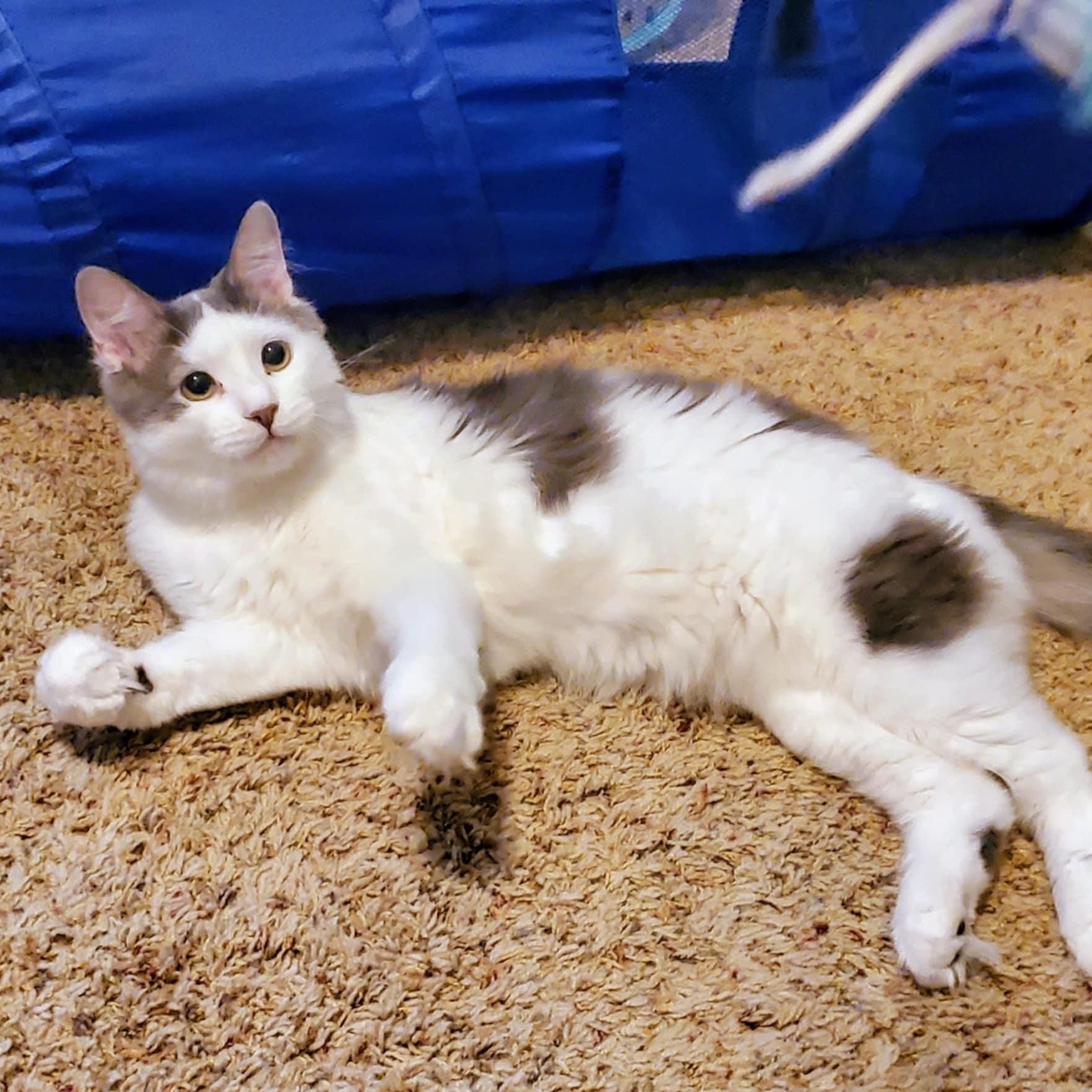 Jesse James, a Adoptable Domestic Long Hair in Warrensburg, MO image 1/5