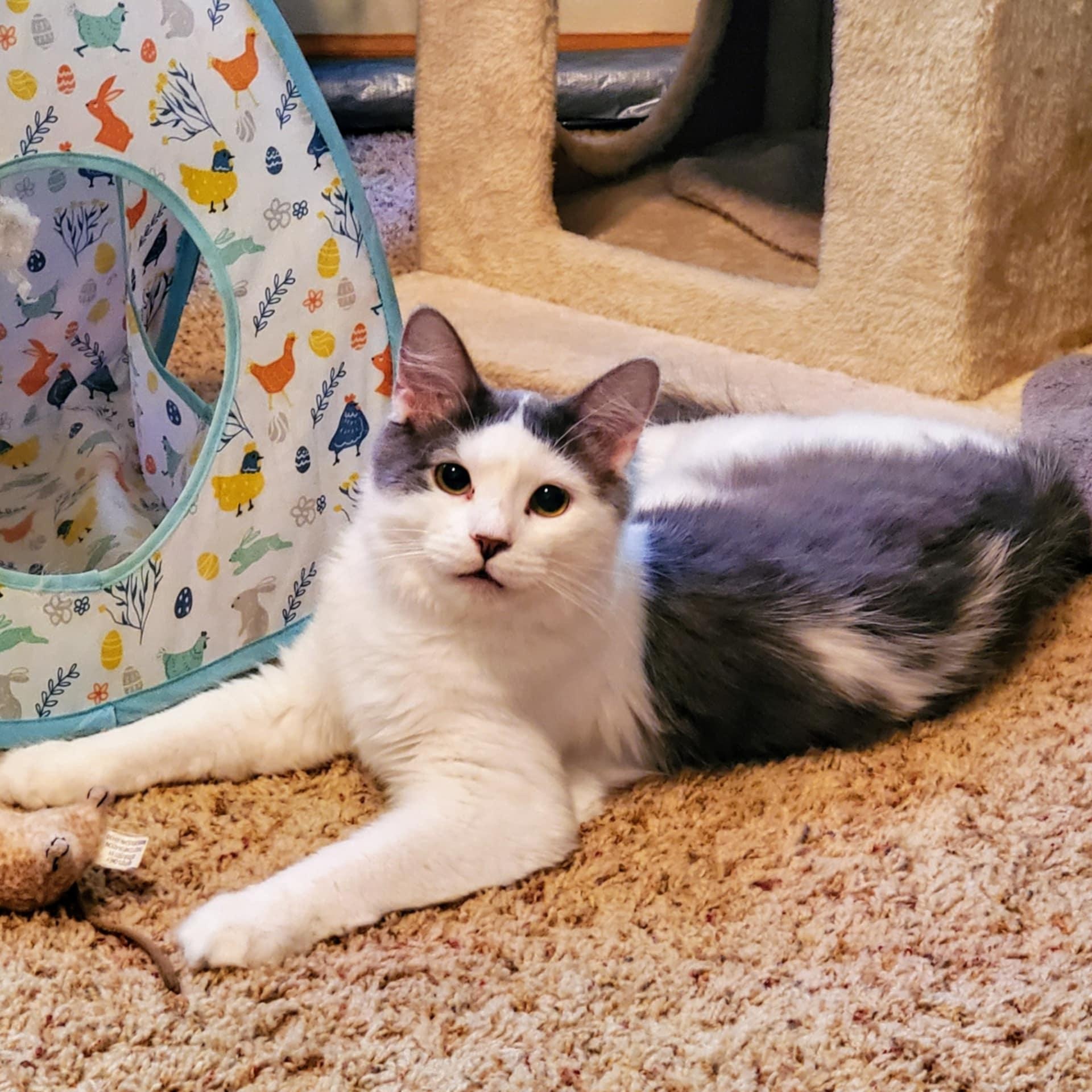 Jesse James, a Adoptable Domestic Long Hair in Warrensburg, MO image 2/5