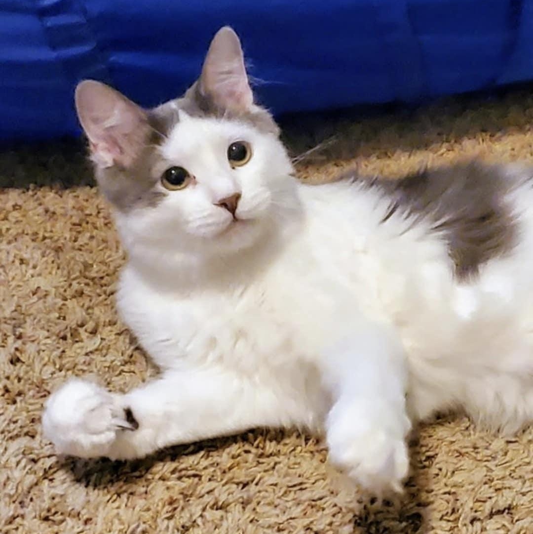 Jesse James, a Adoptable Domestic Long Hair in Warrensburg, MO image 4/5