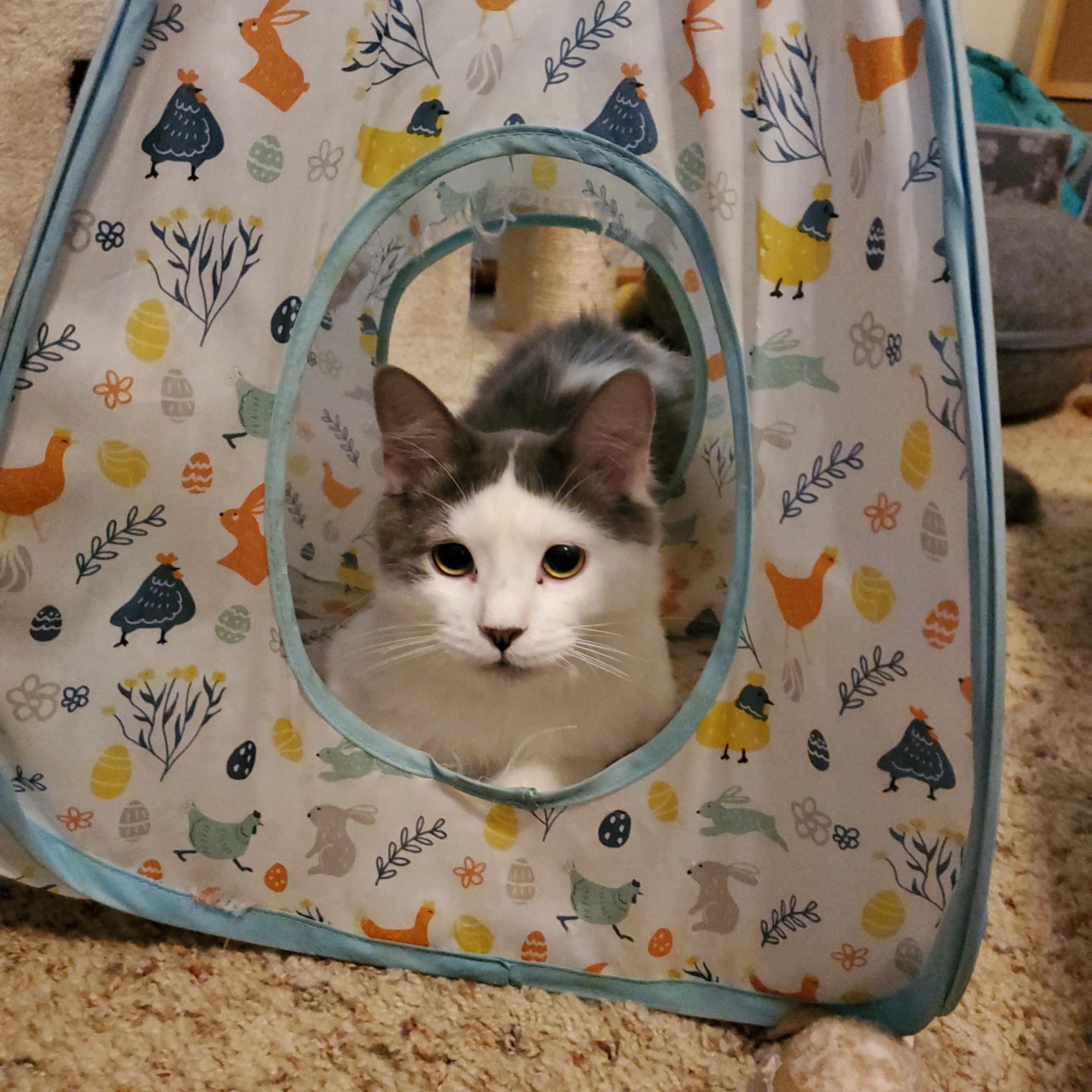 Jesse James, a Adoptable Domestic Long Hair in Warrensburg, MO image 5/5