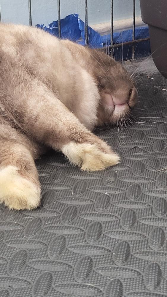 Cookie (bonded with Pierre), Adoptable, Adult Female American Sable & Flemish Giant.