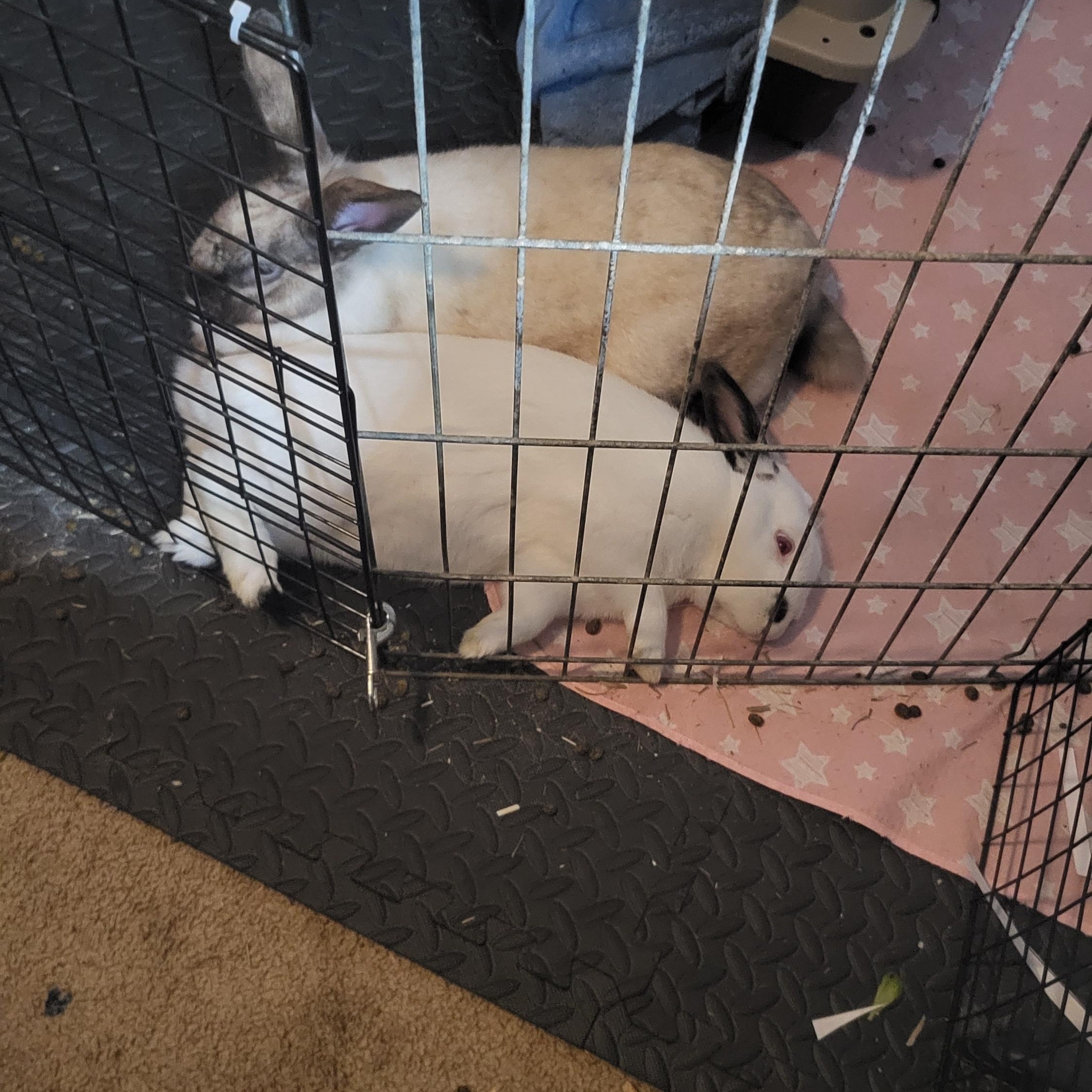 Enlarge Cookie (bonded with Pierre), a Adoptable mixed breed in Midlothian, VA image 4/5