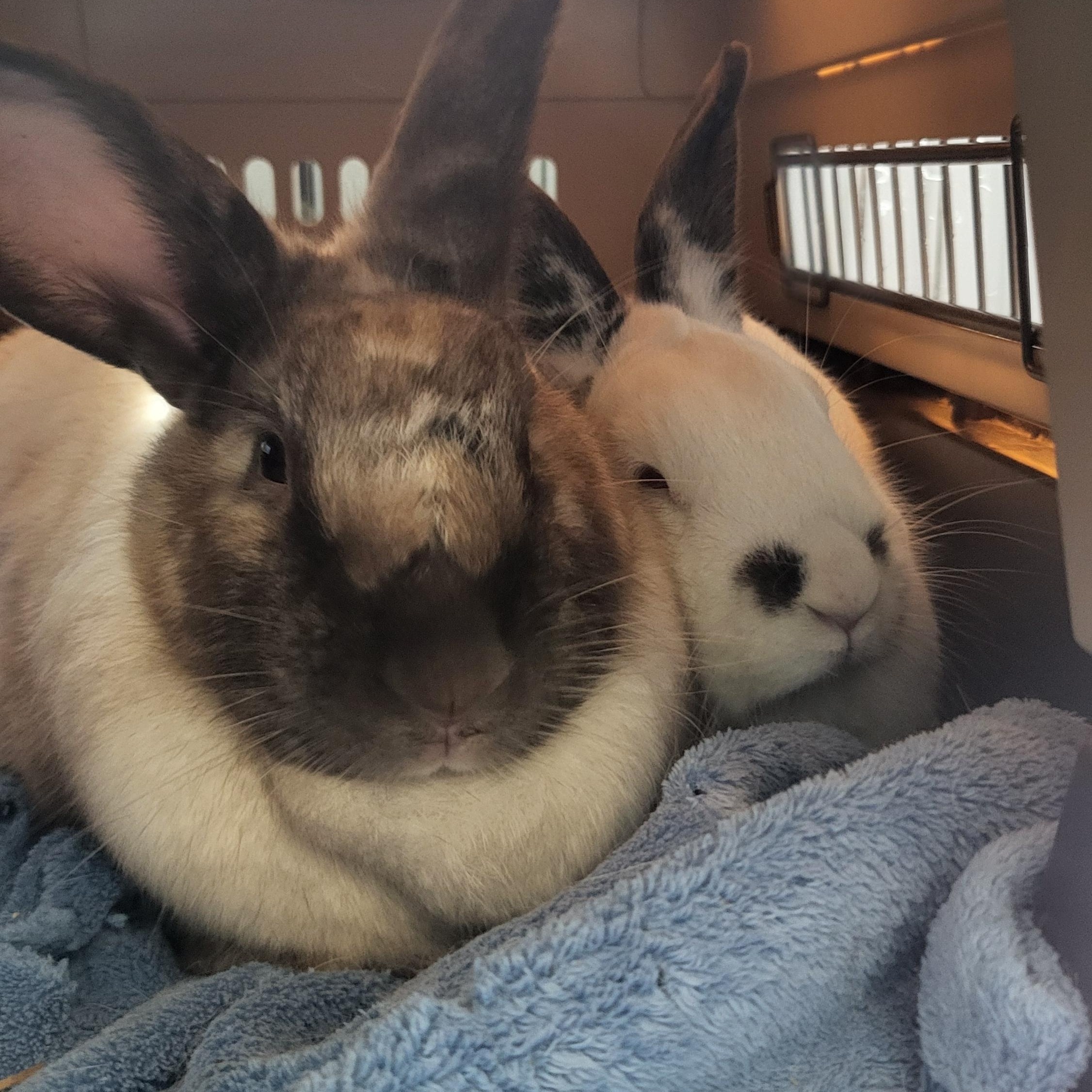 Enlarge Cookie (bonded with Pierre), a Adoptable mixed breed in Midlothian, VA image 2/5