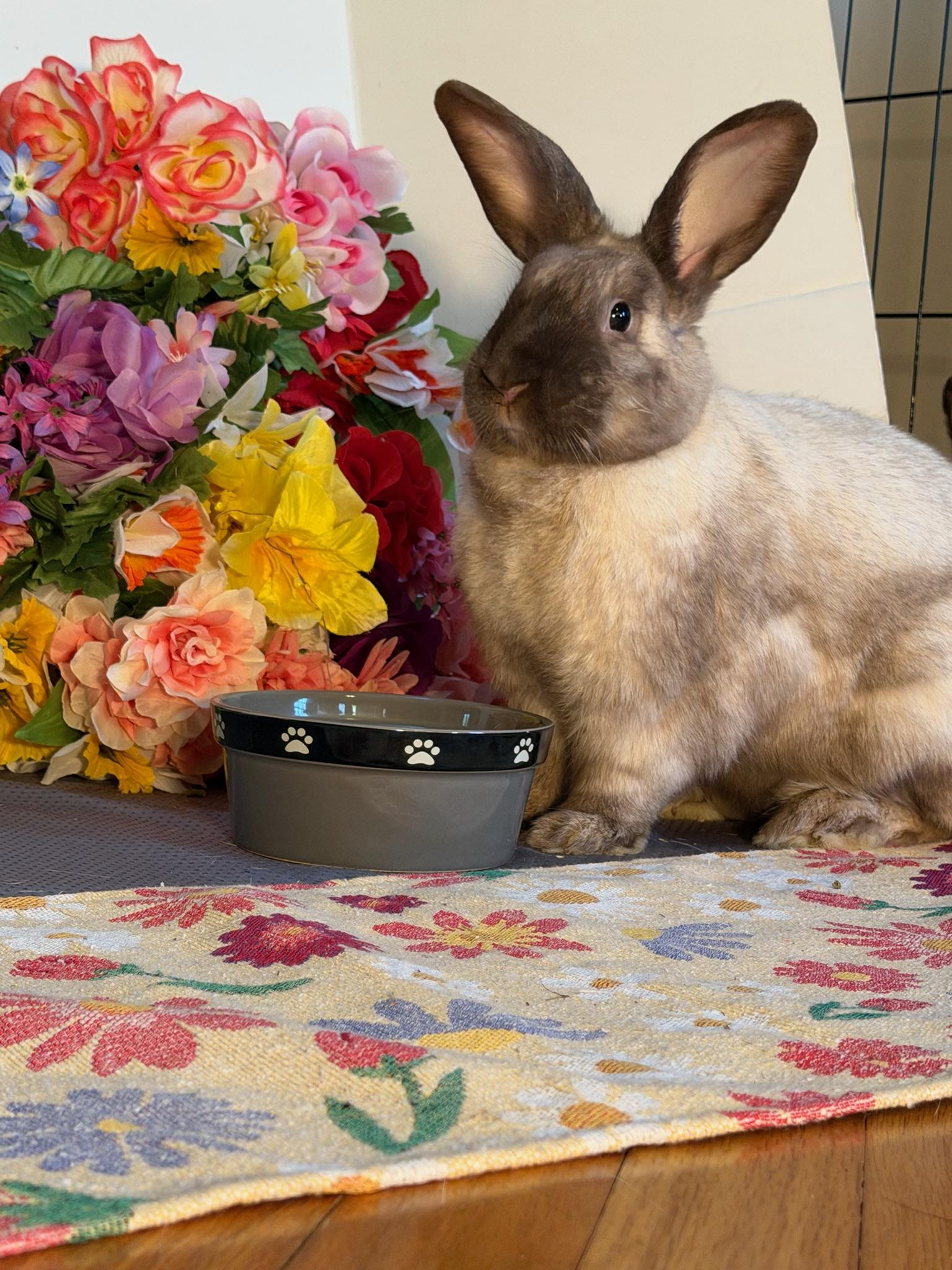 Cookie & Pierre, Adoptable, Adult Female American Sable & Flemish Giant.