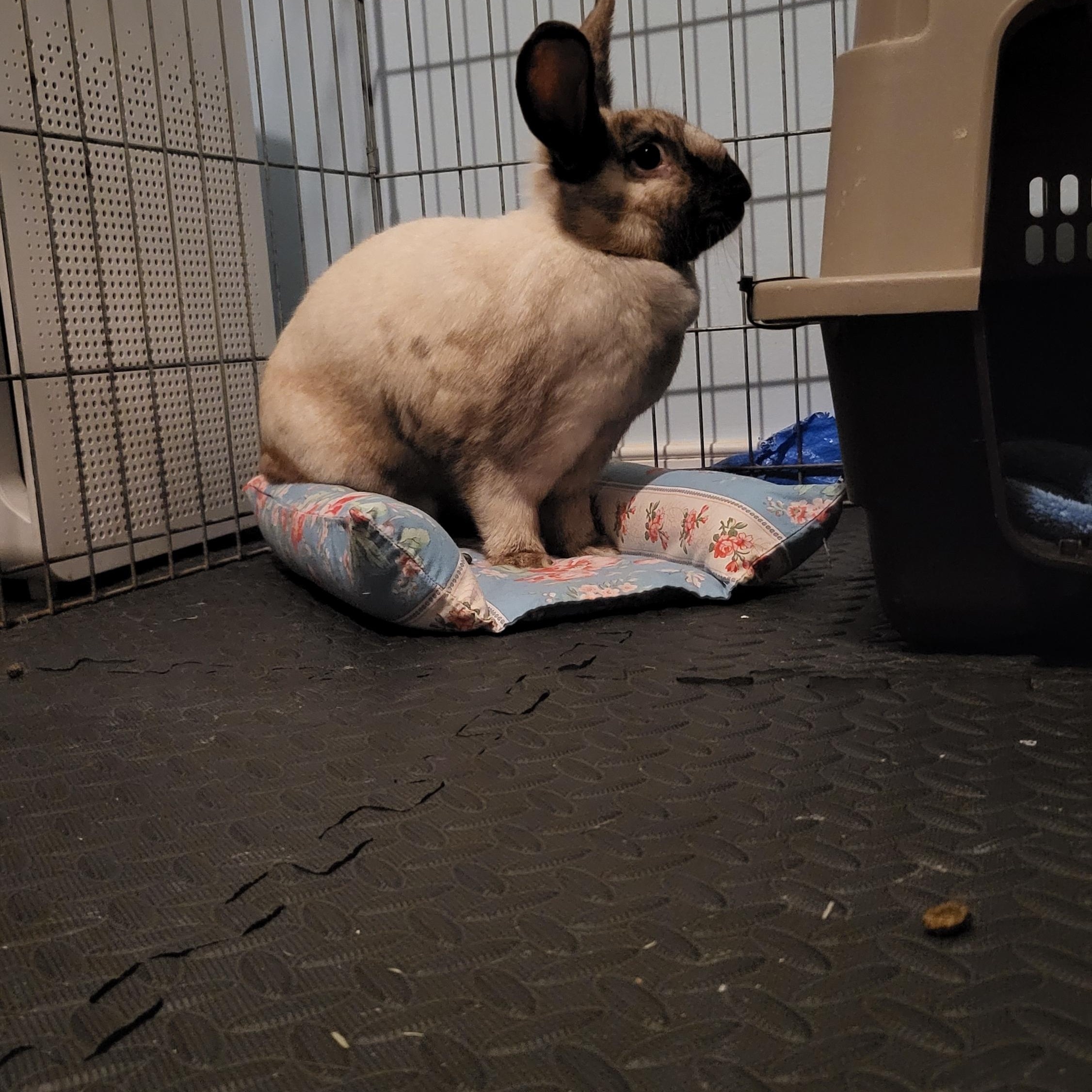 Enlarge Cookie (bonded with Pierre), a Adoptable mixed breed in Midlothian, VA image 3/5