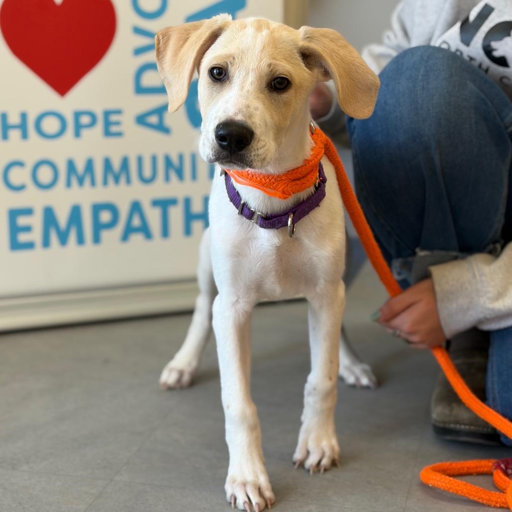 Root, Adoptable, Puppy Male Mixed Breed.