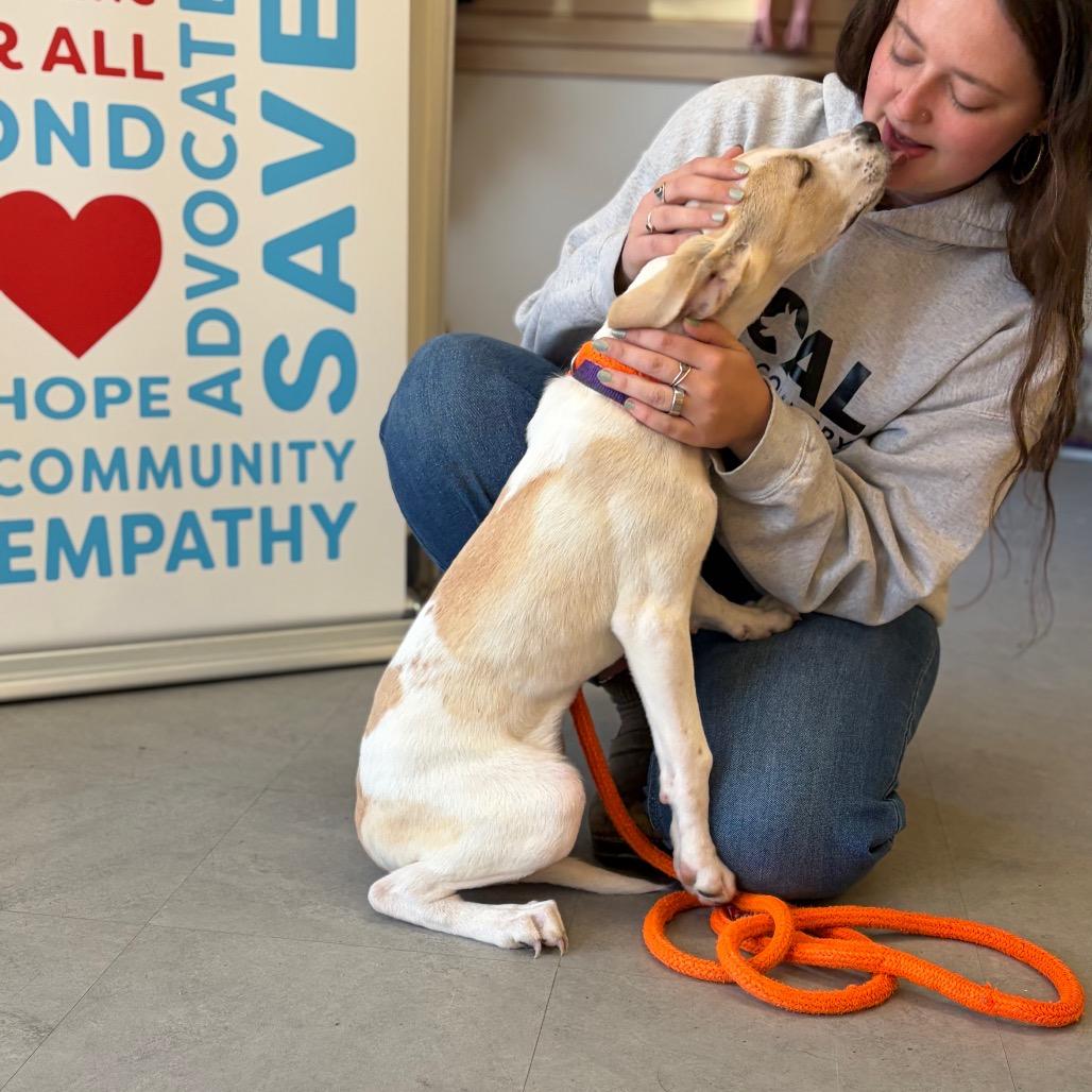 Enlarge Root, a Adoptable Mixed Breed in Morrisville, VT image 2/6
