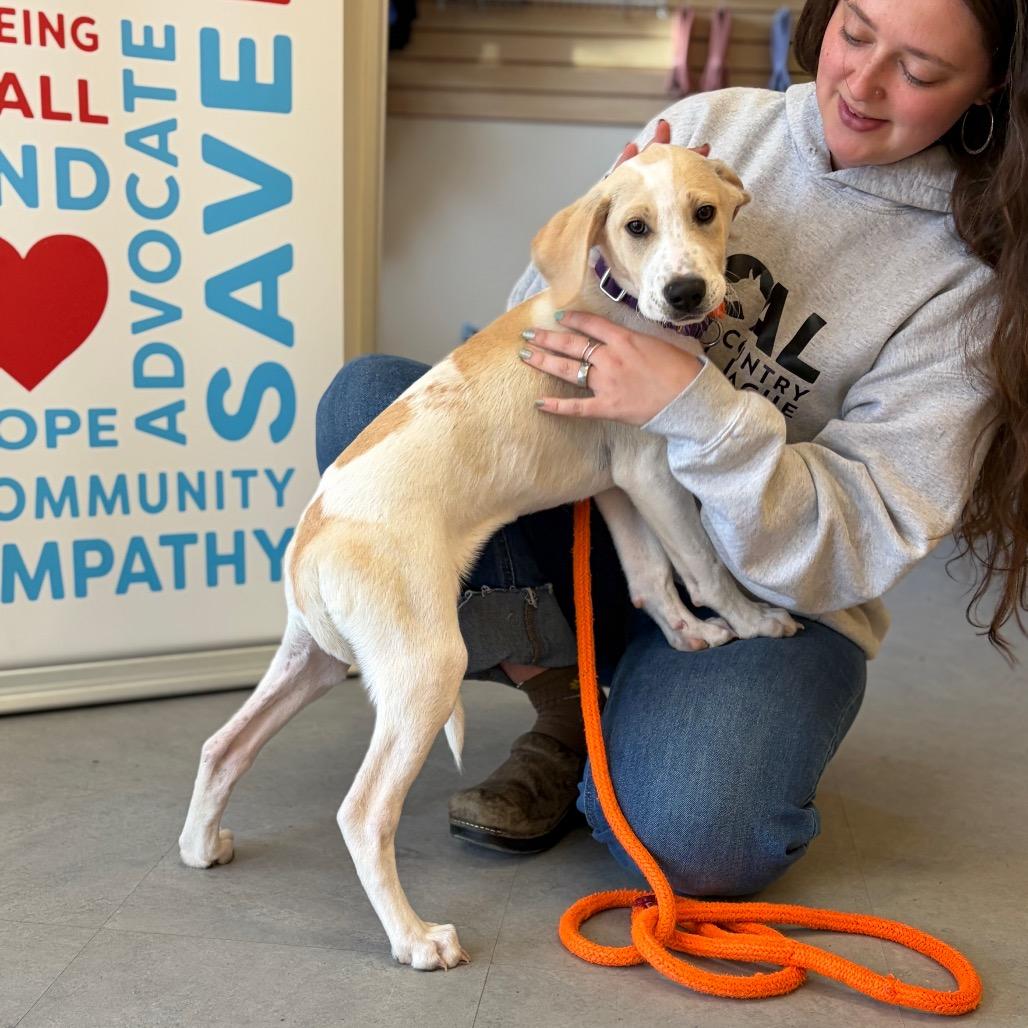 Enlarge Root, a Adoptable Mixed Breed in Morrisville, VT image 3/6