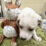 Enlarge Root, a Adoptable Mixed Breed in Morrisville, VT image 4/6