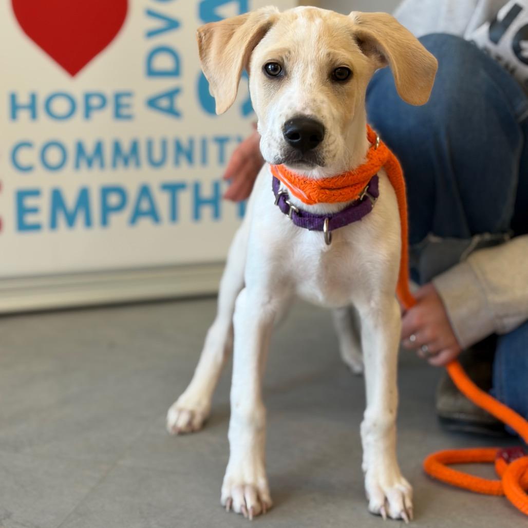 Enlarge Root, a Adoptable Mixed Breed in Morrisville, VT image 5/6