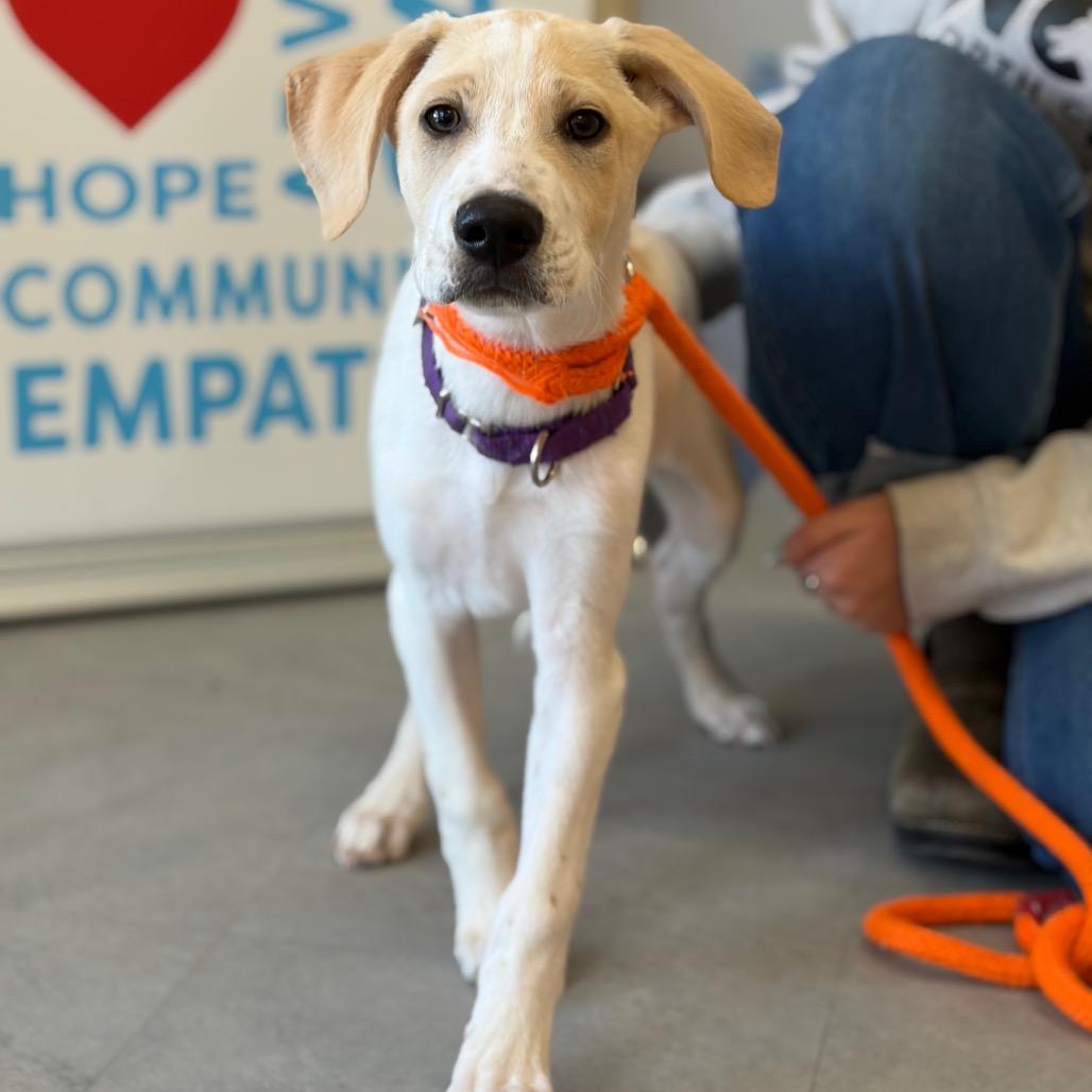 Enlarge Root, a Adoptable Mixed Breed in Morrisville, VT image 6/6