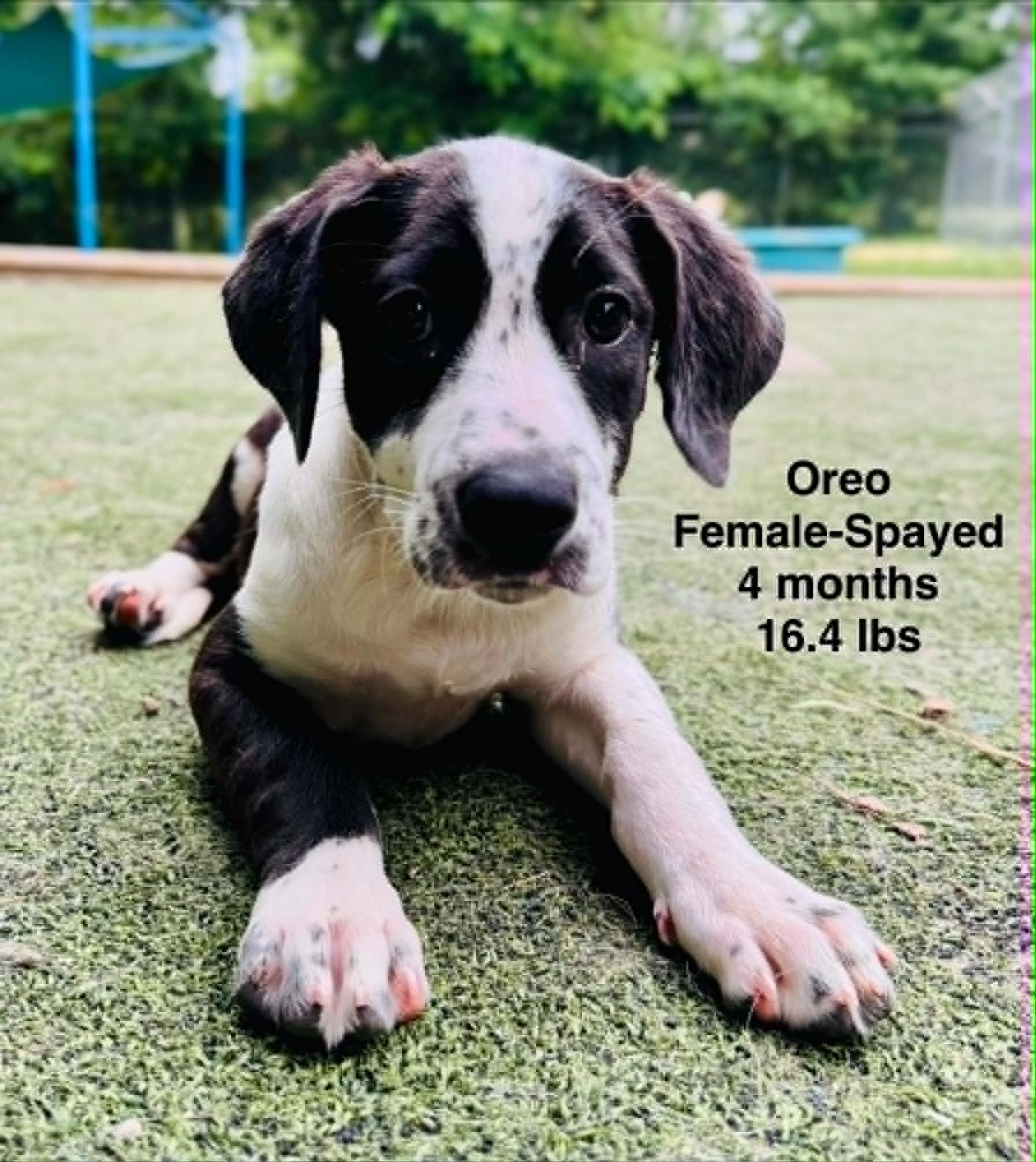 Enlarge Oreo the collie mix, a Adoptable mixed breed in Muskego, WI image 1/1