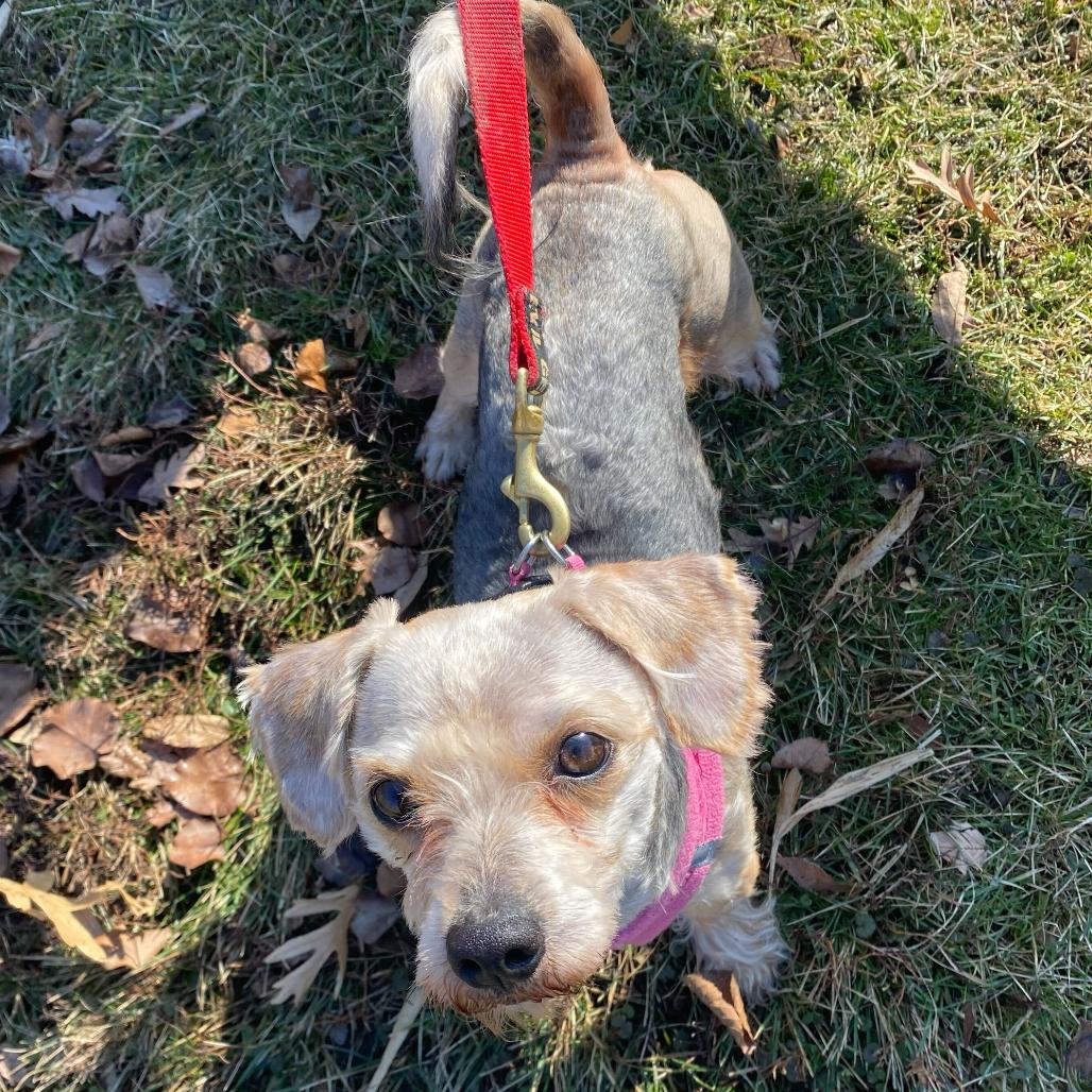 Baxter, Adoptable, Adult Male Mixed Breed.