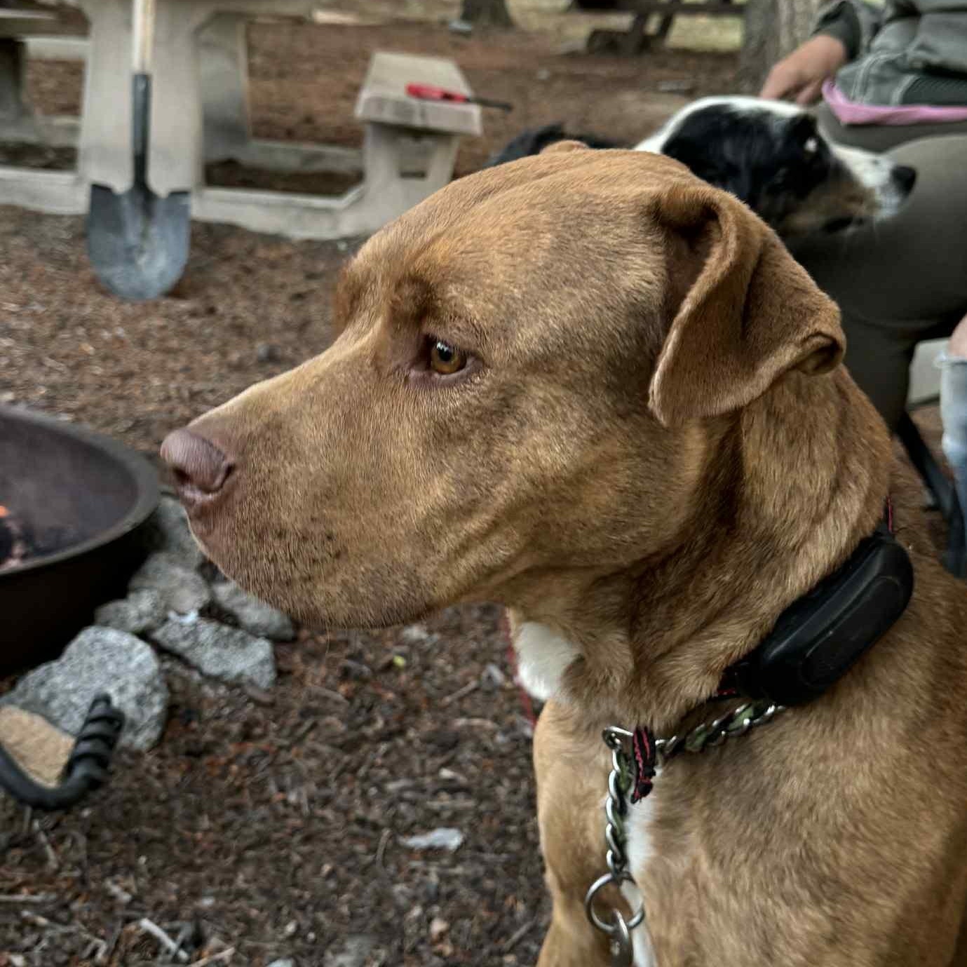 Goliath PLEASE CONTACT 360-485-7825, an adoptable Pit Bull Terrier in Choteau, MT, 59422 | Photo Image 1