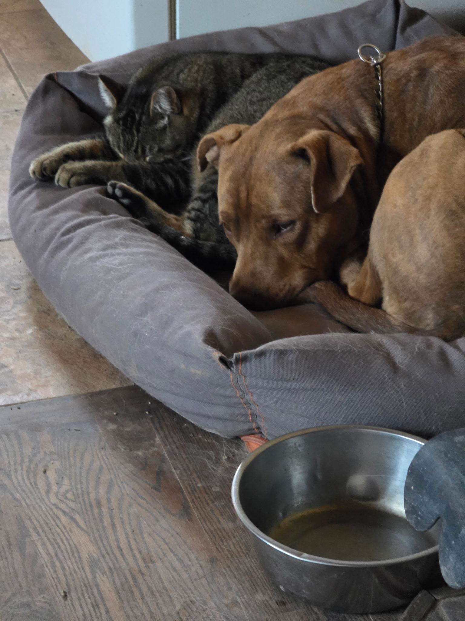 Goliath Please Contact thumbnail 3