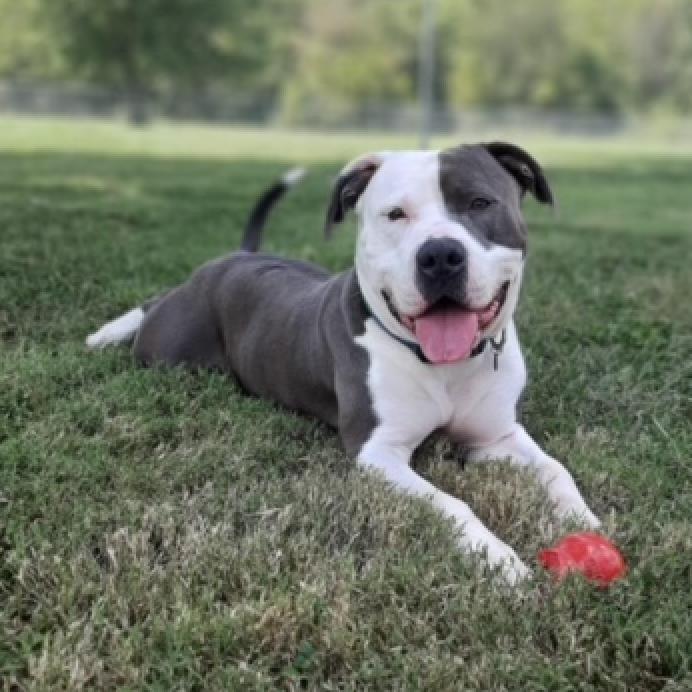 Gitano, Adoptable, Adult Male Pit Bull Terrier.