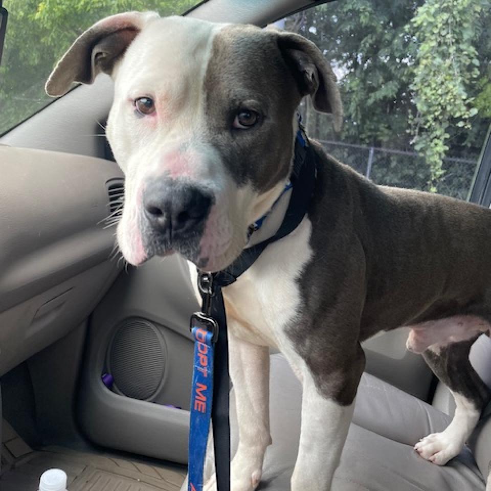 Enlarge Gitano, a Adoptable Pit Bull Terrier in Mooresville, IN image 4/5