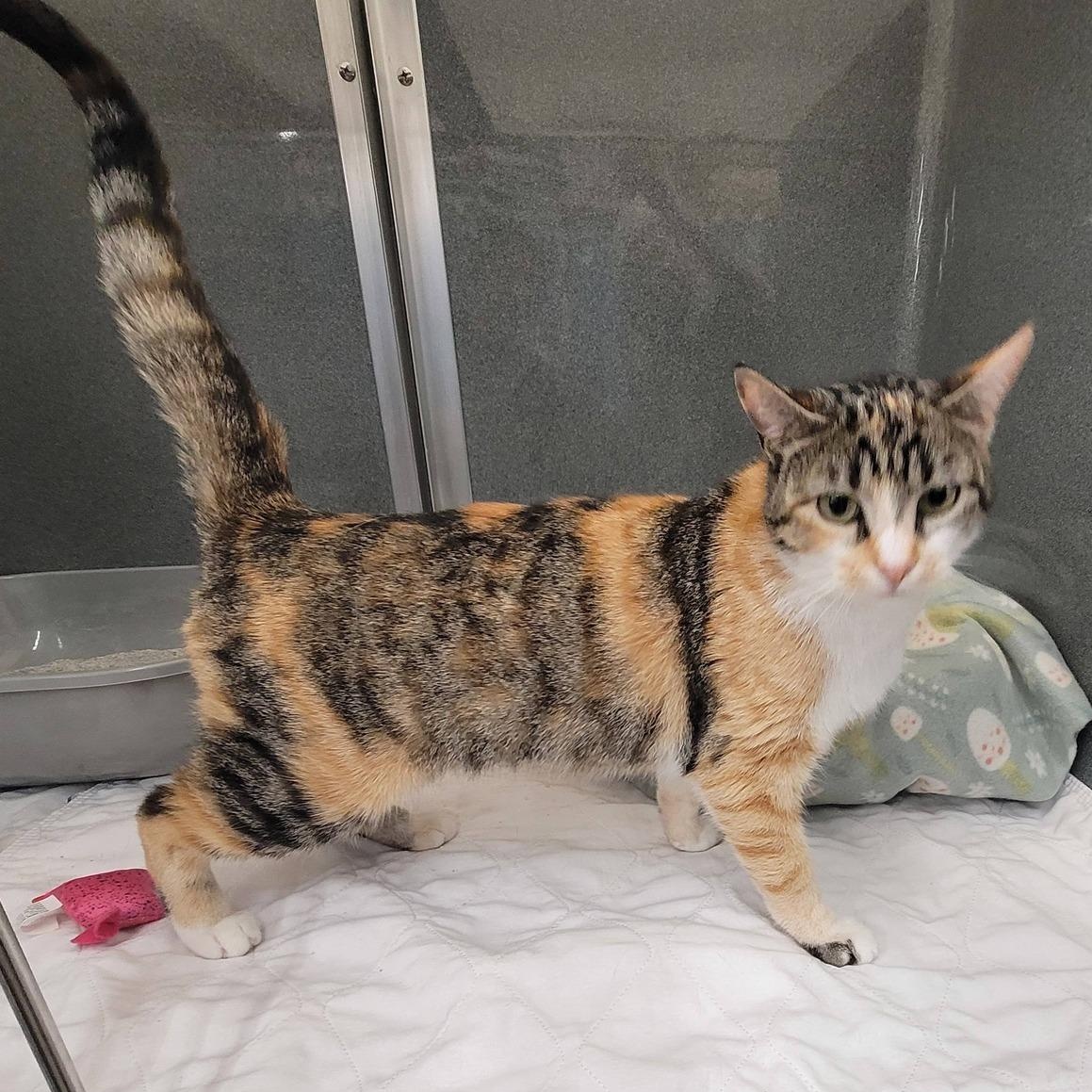 Enlarge Minnie, a Adoptable Domestic Short Hair in Erie, PA image 1/1