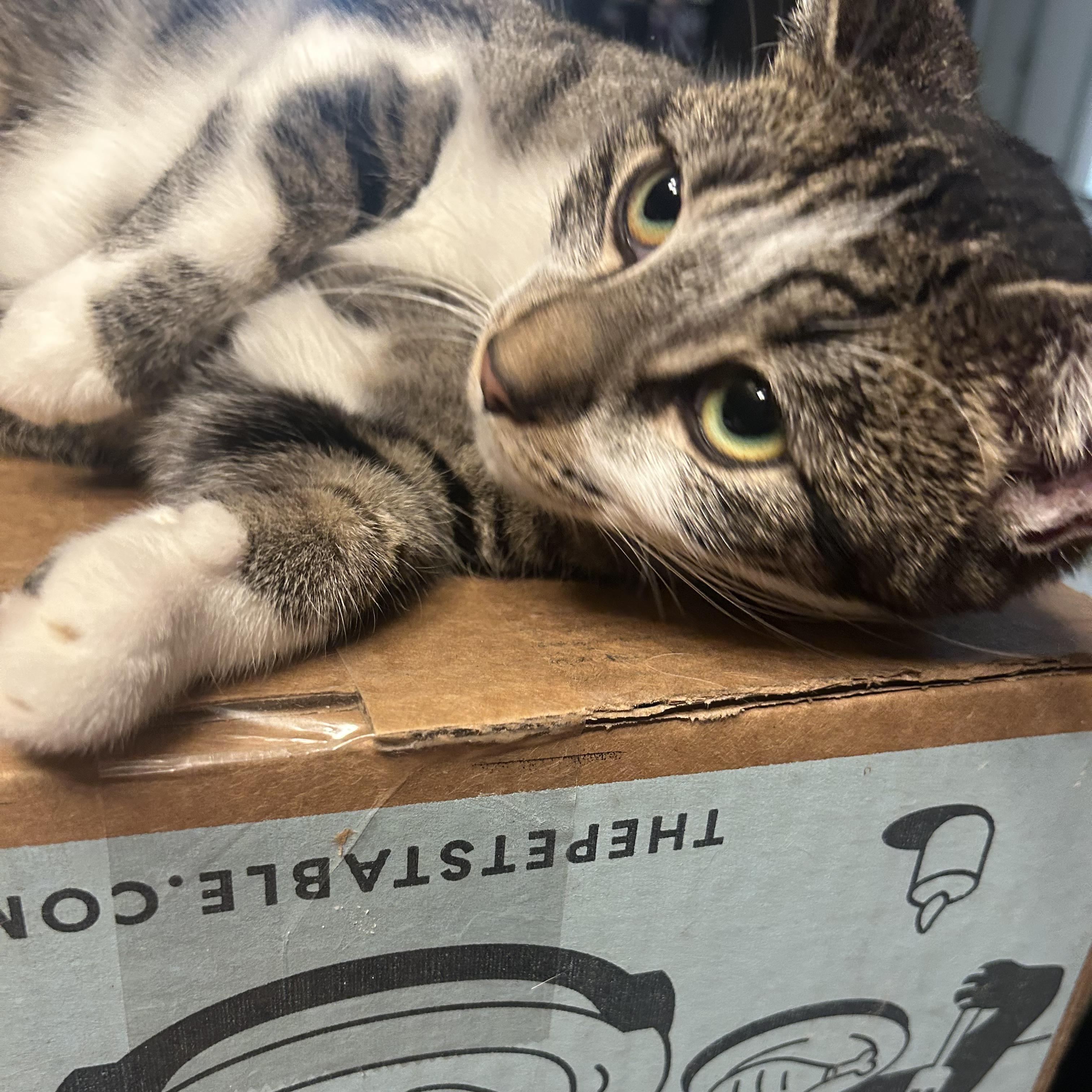 Enlarge Taylor, a Adoptable Domestic Short Hair in Greenwood, IN image 1/3