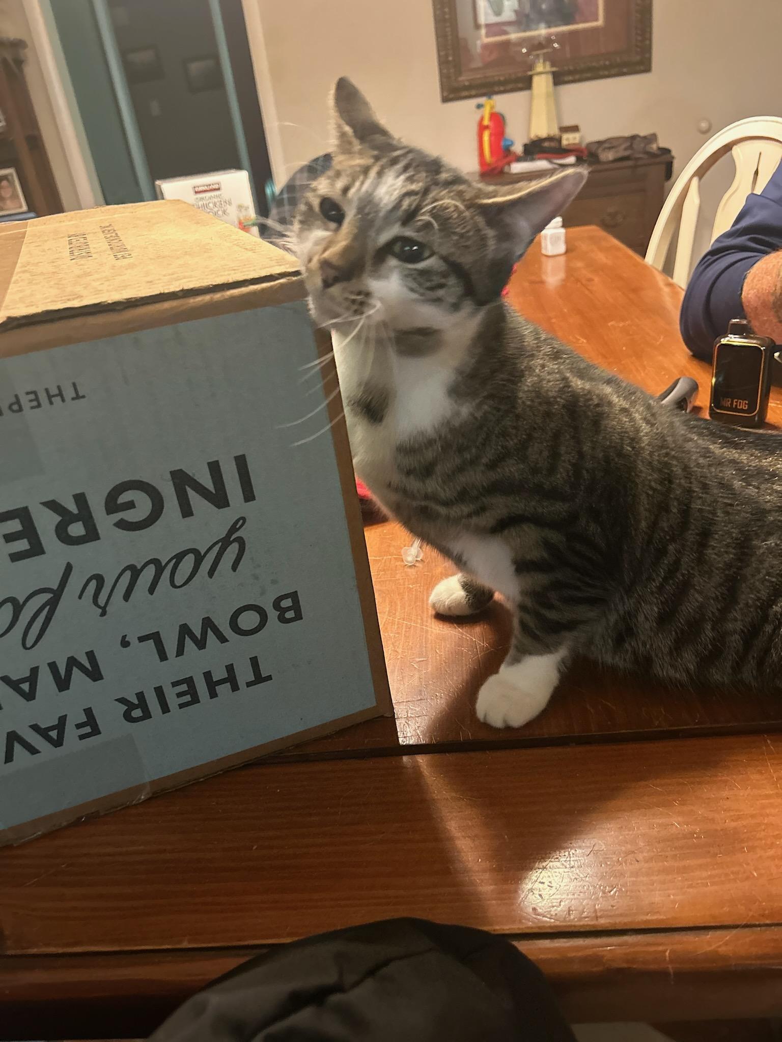 Enlarge Taylor, a Adoptable Domestic Short Hair in Greenwood, IN image 2/3