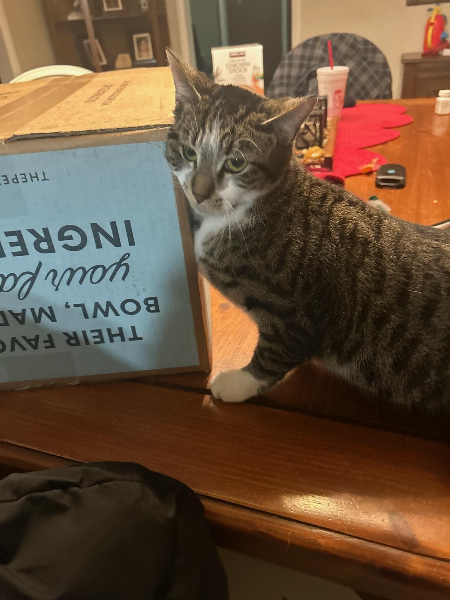 Enlarge Taylor, a Adoptable Domestic Short Hair in Greenwood, IN image 3/3