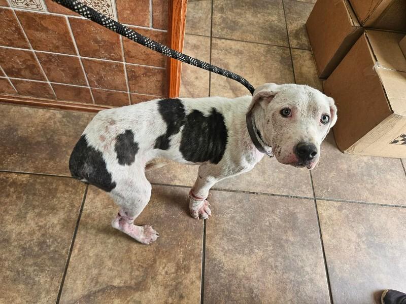 Enlarge Cinderella, a Adoptable mixed breed in Jackson, TN image 2/3