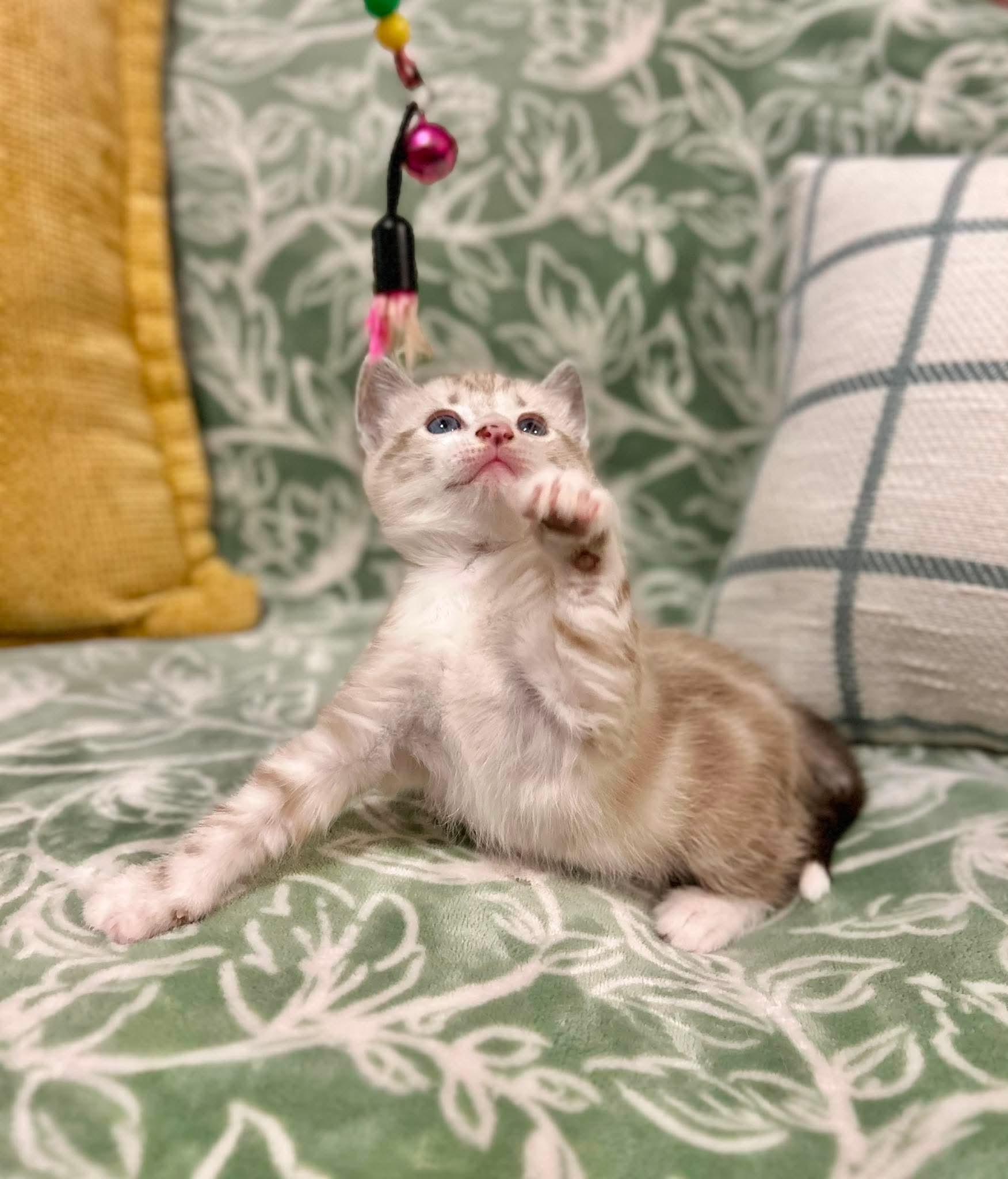 Atti   (Video), ADOPTABLE, Kitten Female Siamese & Tabby.