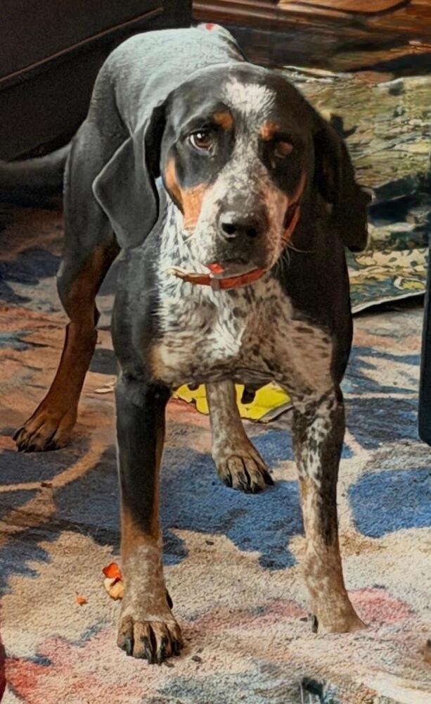 June Carter Cash - Fostered in SE Nebraska, a Adoptable mixed breed in Shawnee Mission, KS image 1/4