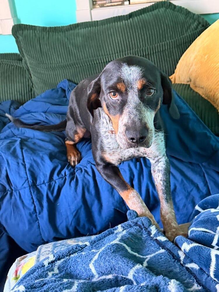 June Carter Cash - Fostered in SE Nebraska, a Adoptable mixed breed in Shawnee Mission, KS image 2/4