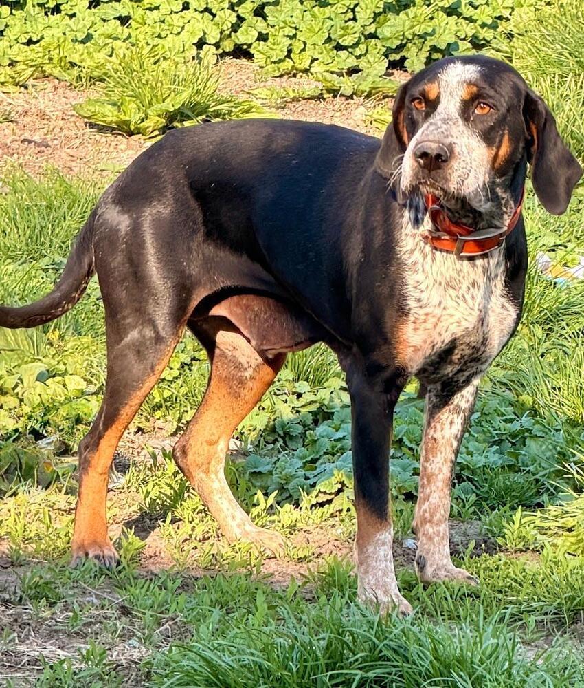 June Carter Cash - Fostered in SE Nebraska, a Adoptable mixed breed in Shawnee Mission, KS image 4/4