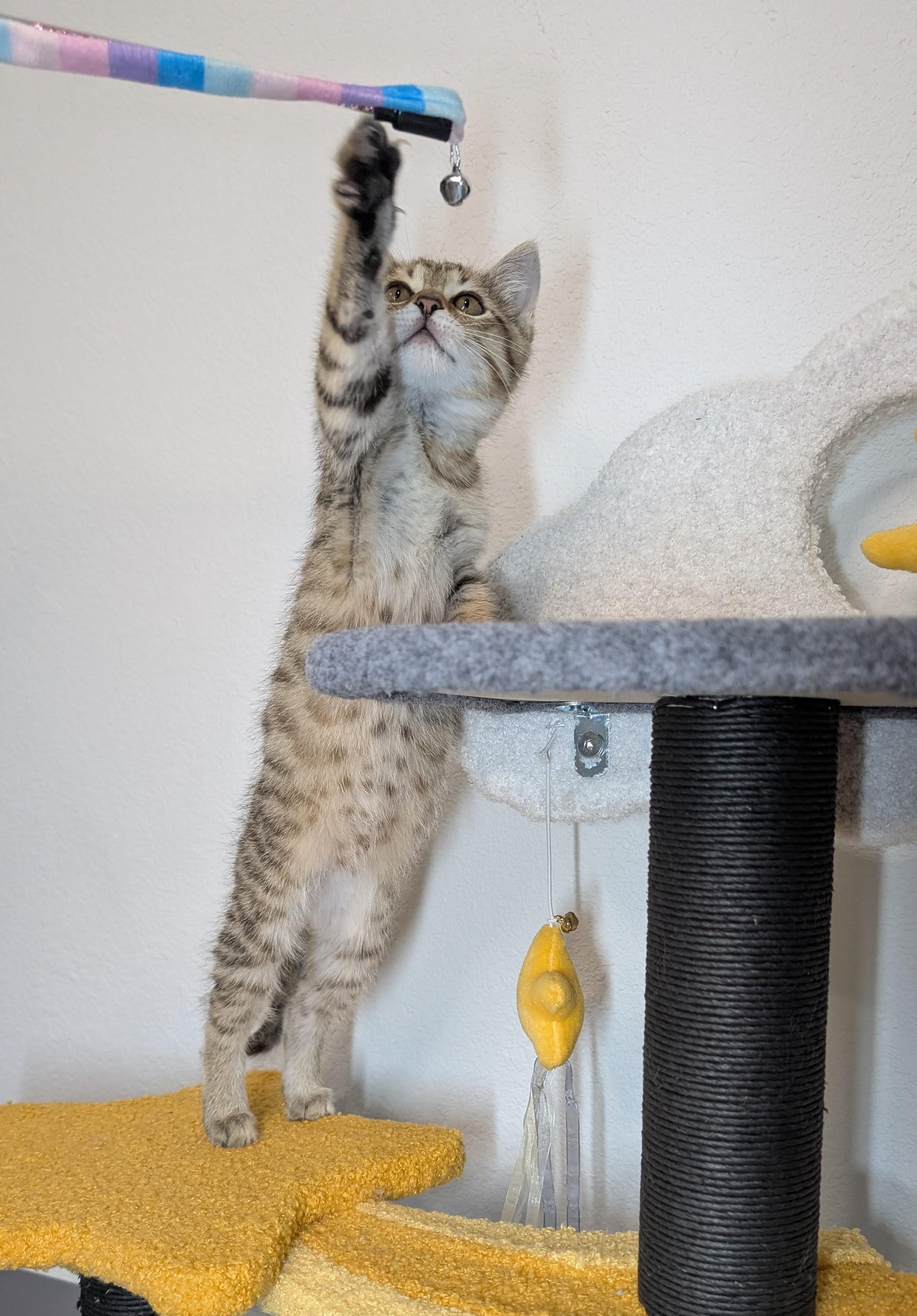 Enlarge Nugget, a Adopted Domestic Short Hair in Morrisville, NC image 4/6