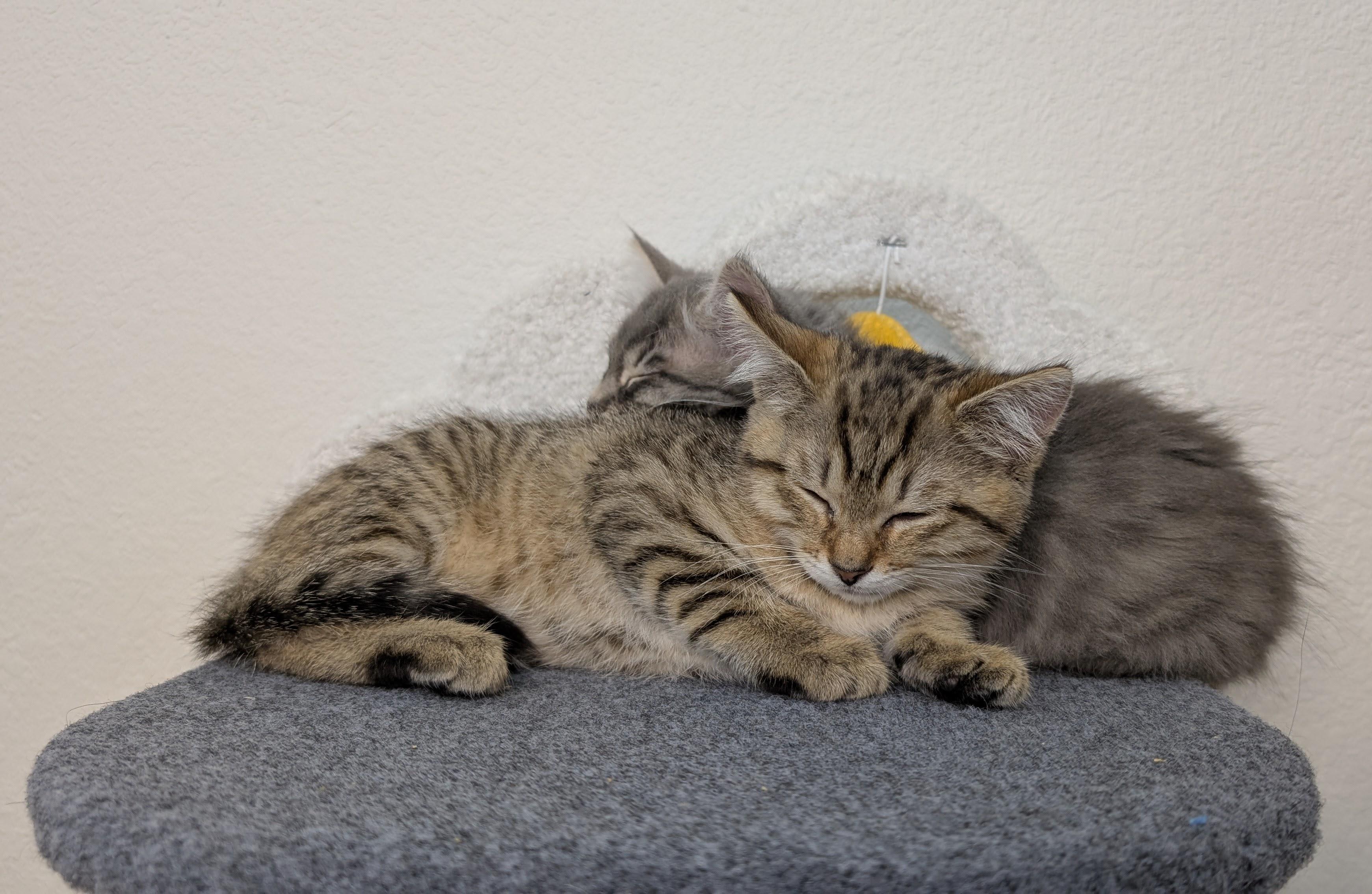 Enlarge Nugget, a Adopted Domestic Short Hair in Morrisville, NC image 5/6