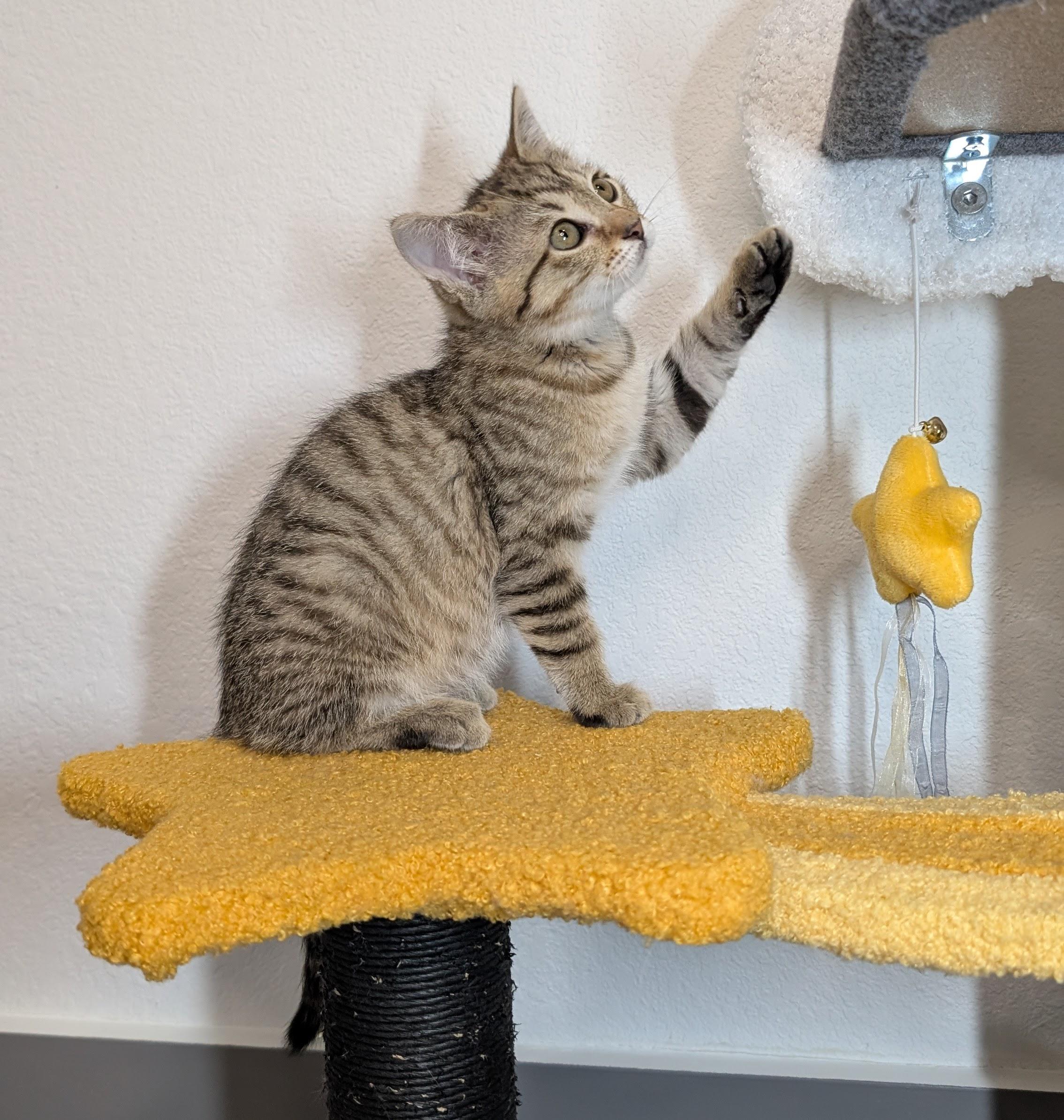 Enlarge Nugget, a Adopted Domestic Short Hair in Morrisville, NC image 6/6