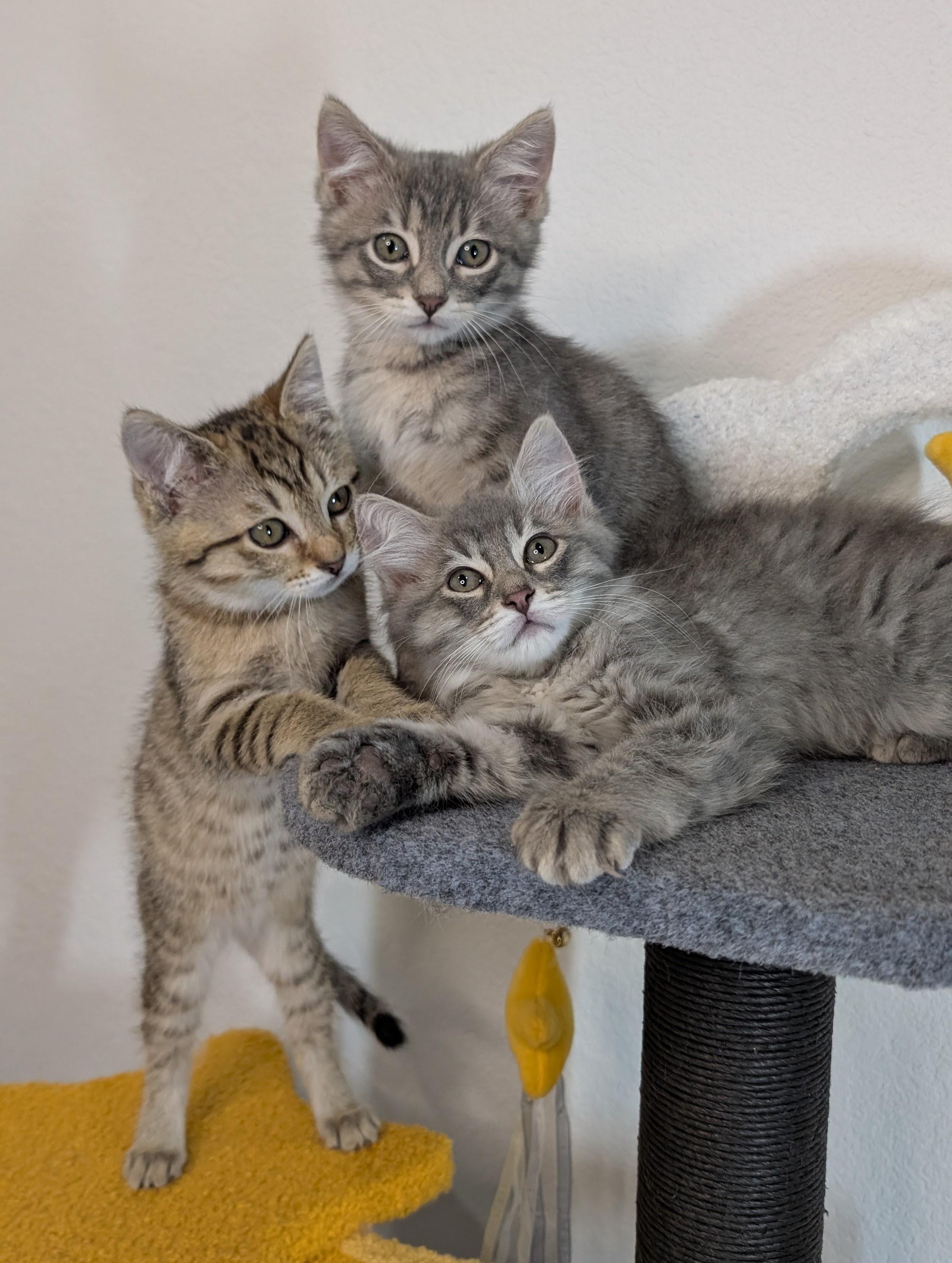 Enlarge Nugget, a Adopted Domestic Short Hair in Morrisville, NC image 2/6