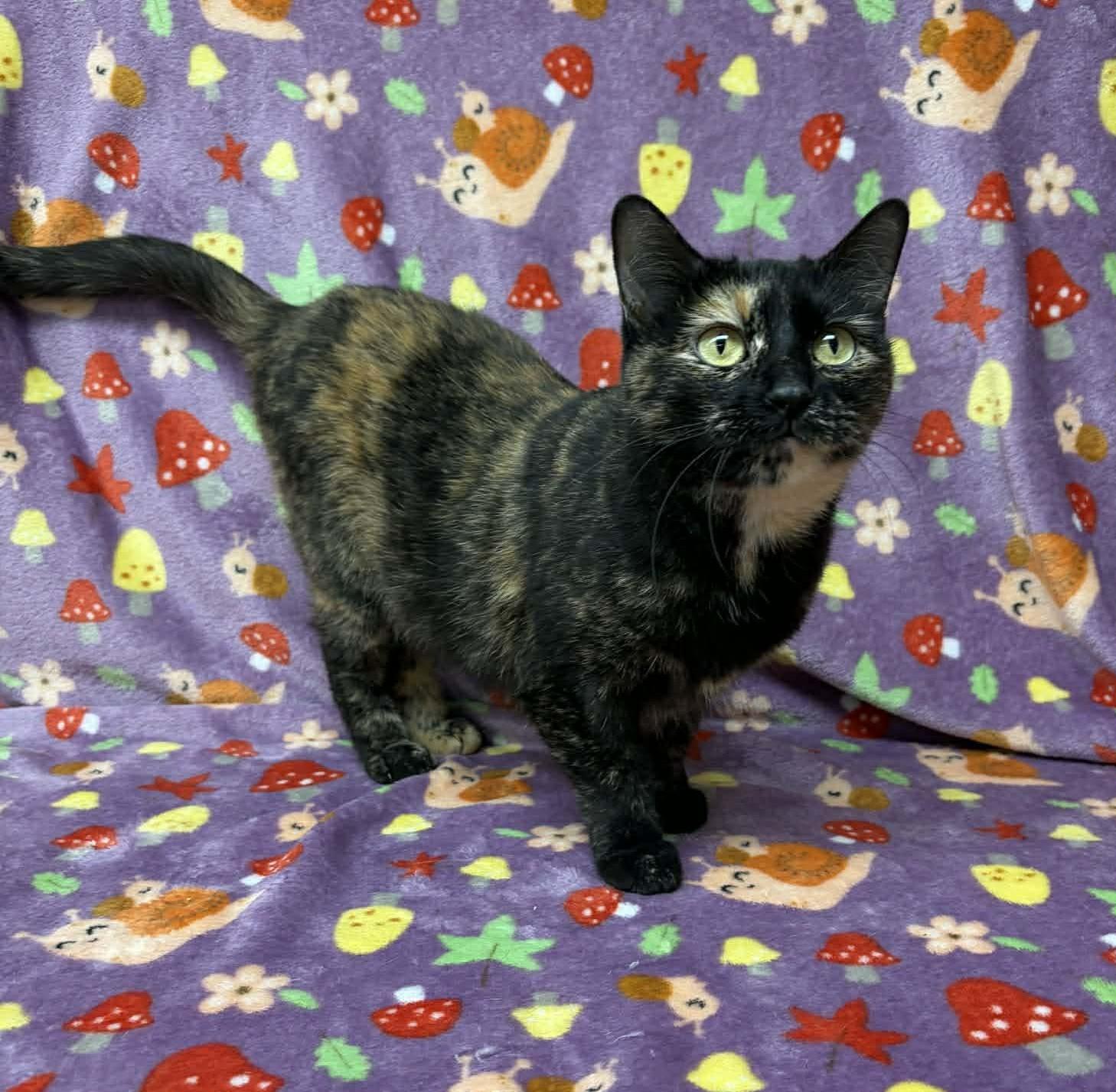 Enlarge Bridig, a ADOPTABLE mixed breed in Maryville, MO image 1/5