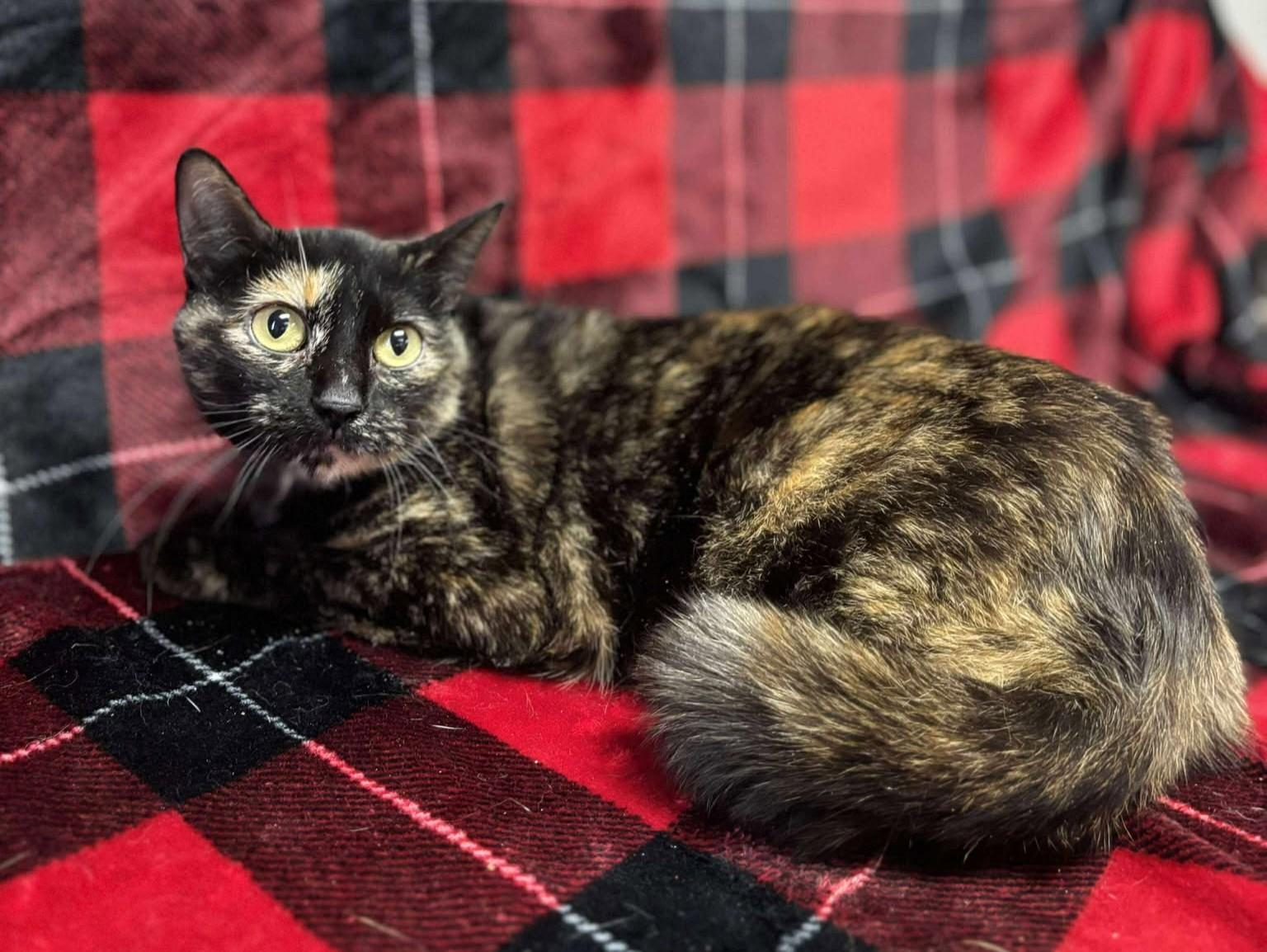 Enlarge Bridig, a ADOPTABLE mixed breed in Maryville, MO image 3/5