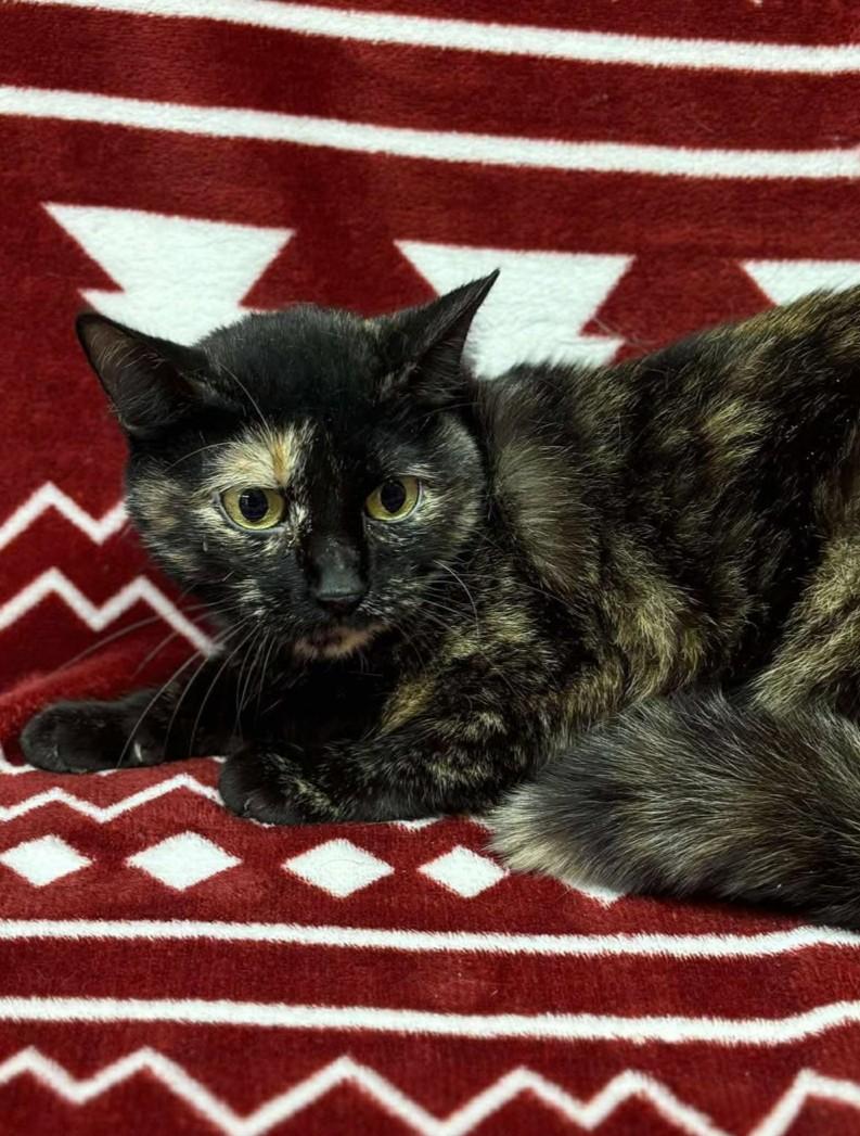 Enlarge Bridig, a ADOPTABLE mixed breed in Maryville, MO image 5/5