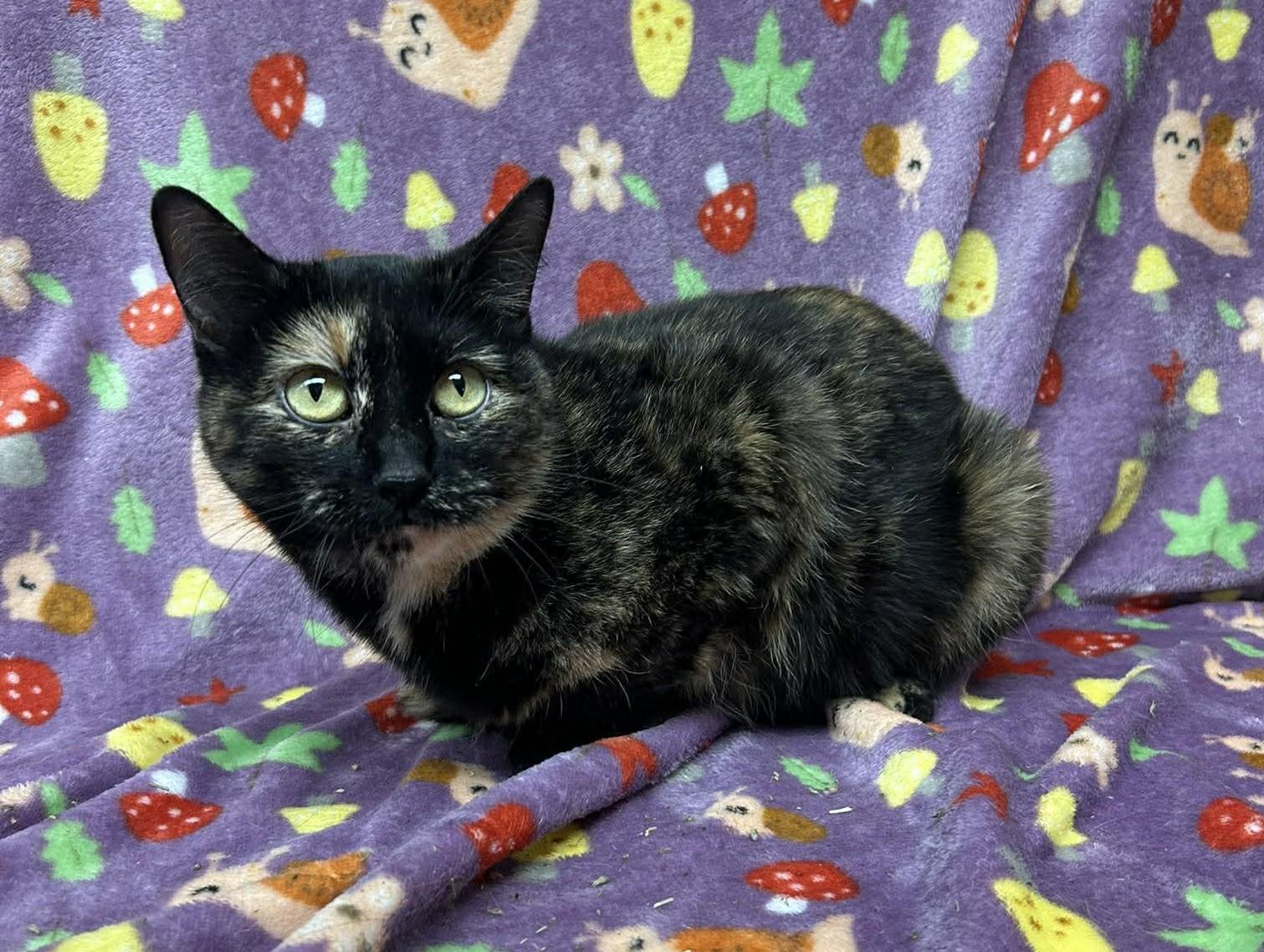 Enlarge Bridig, a ADOPTABLE mixed breed in Maryville, MO image 2/5