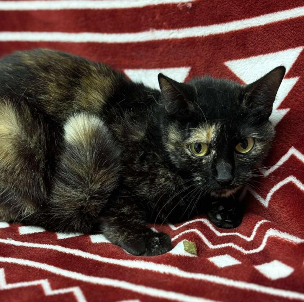 Enlarge Bridig, a ADOPTABLE mixed breed in Maryville, MO image 4/5
