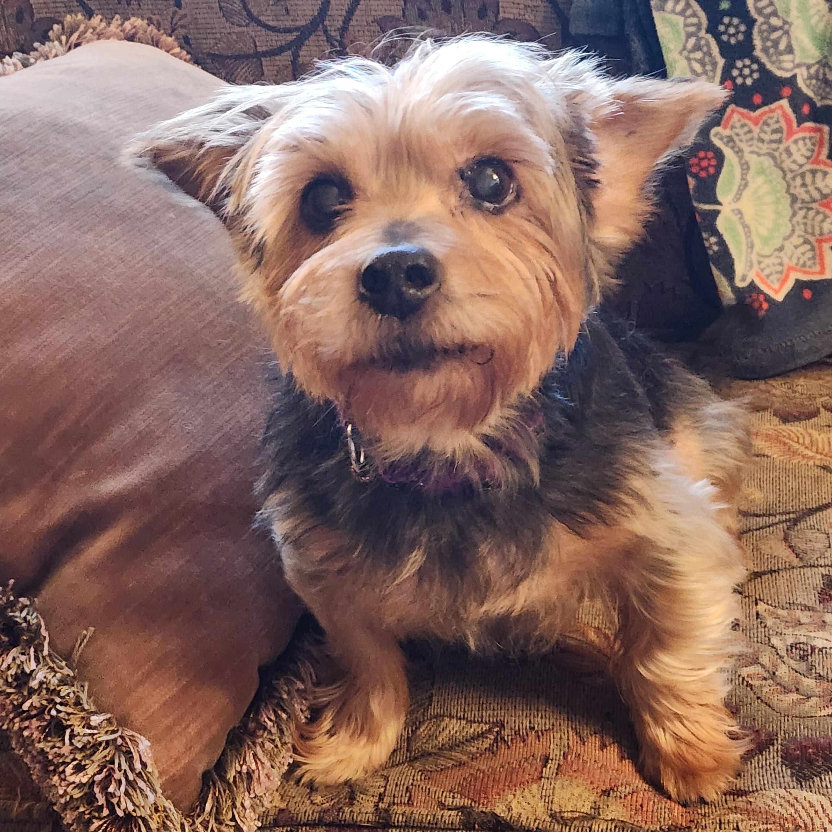 Bella & Chloe, Adoptable, Senior Female Yorkshire Terrier.