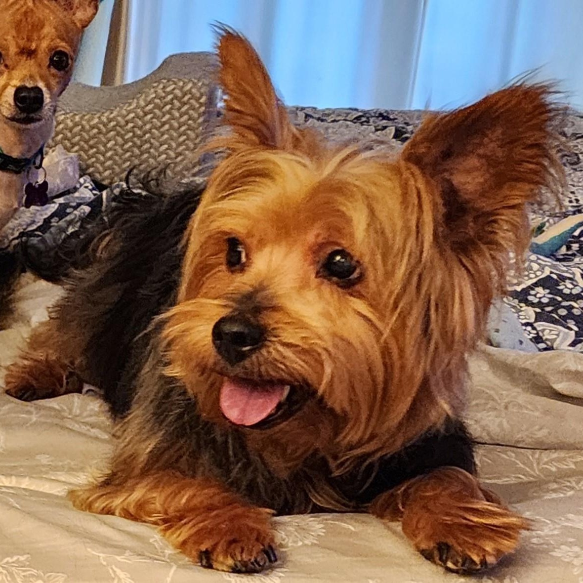 Bella & Chloe, a Adoptable Yorkshire Terrier in Lewisville, TX image 2/4
