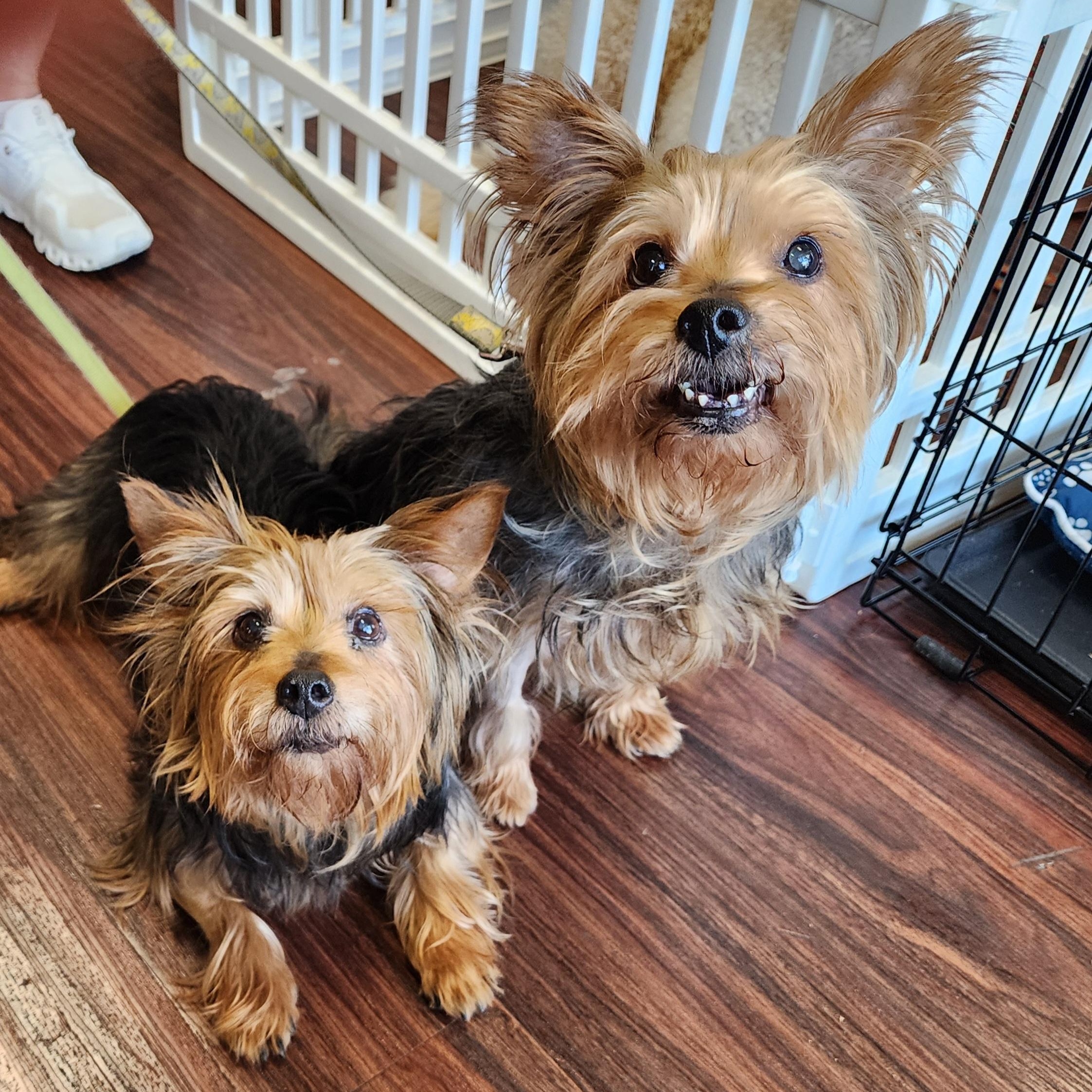 Bella & Chloe, a Adoptable Yorkshire Terrier in Lewisville, TX image 3/4