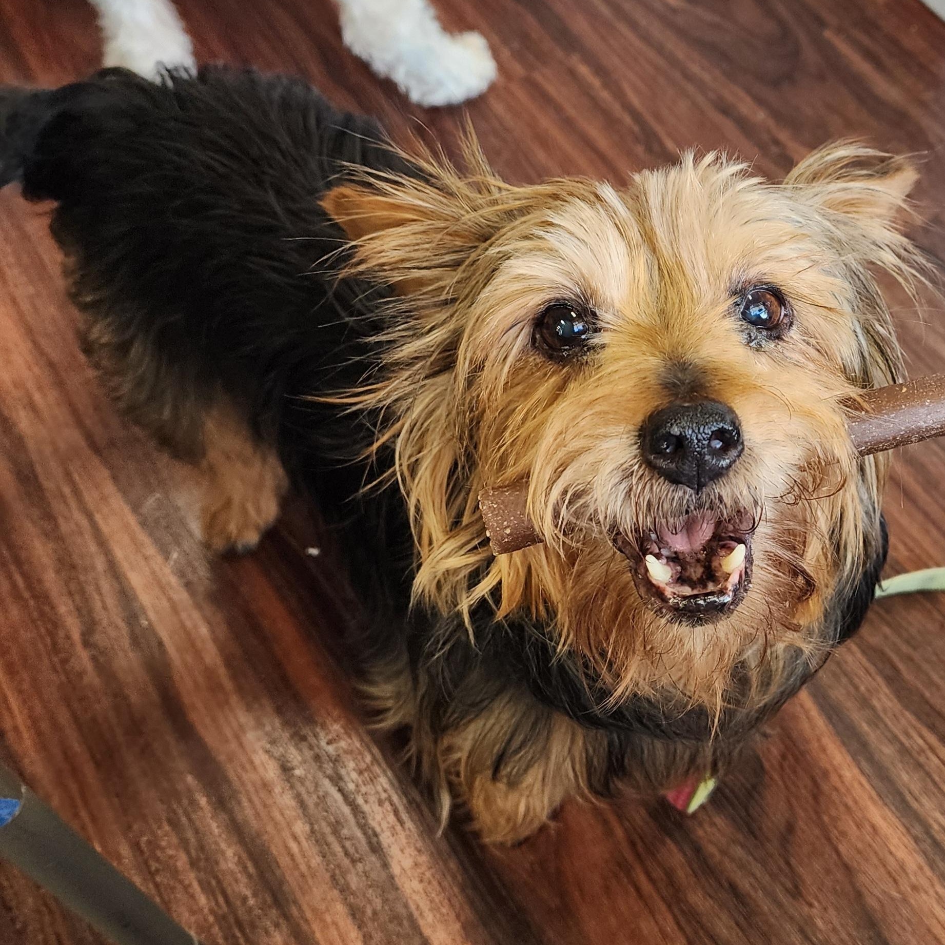 Bella & Chloe, a Adoptable Yorkshire Terrier in Lewisville, TX image 4/4