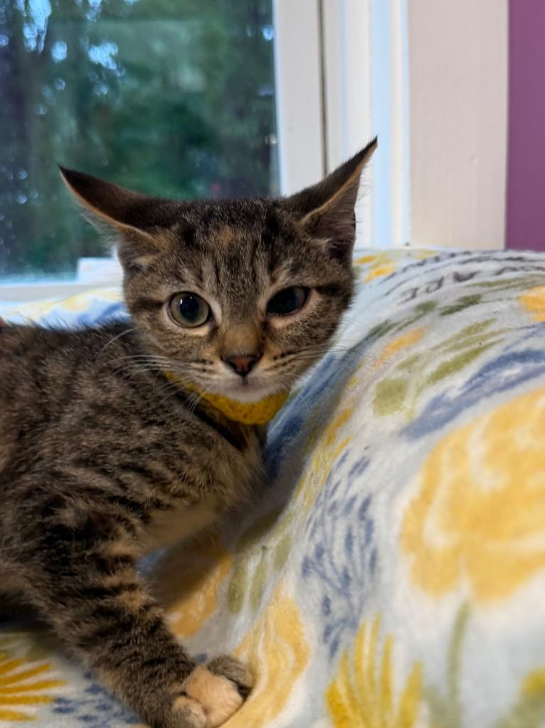 Abigail * IN FOSTER *, Adoptable, Kitten Female Domestic Short Hair.